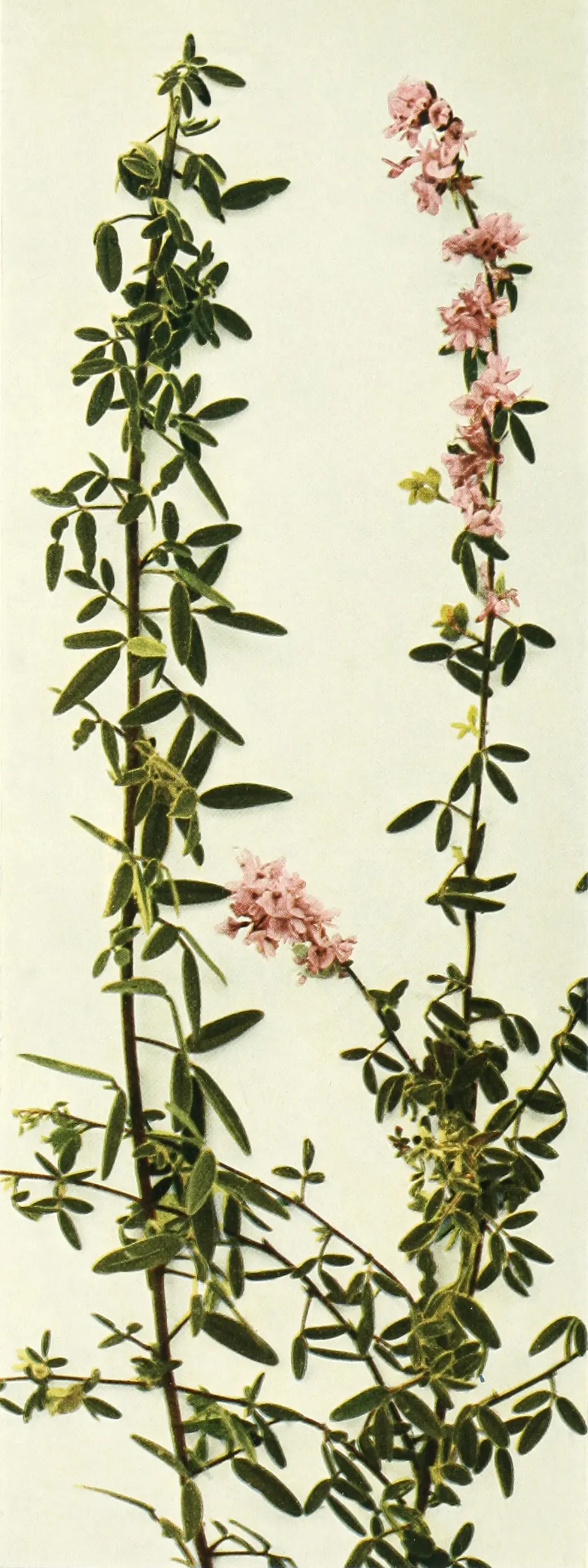 Japanese Bush Clover (Lespedeza Thunbergii 'Gibraltar') — creating a fountain-like effect; high-impact presence that captivates viewers with its, image 72