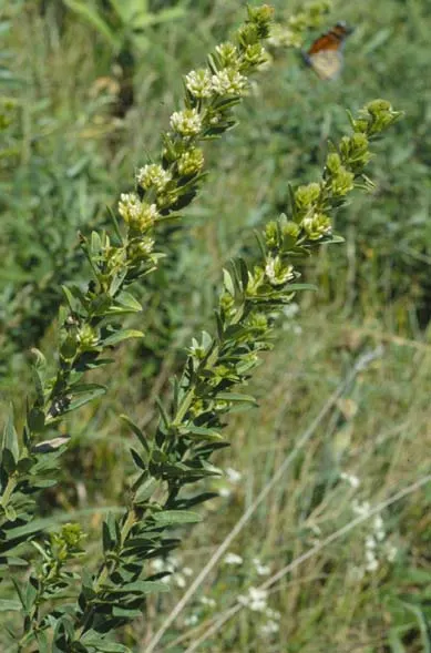 Japanese Bush Clover (Lespedeza Thunbergii 'Gibraltar') — This variety typically reaches a mature height of 4 to 5 feet with a spread of 5 to 6, image 52