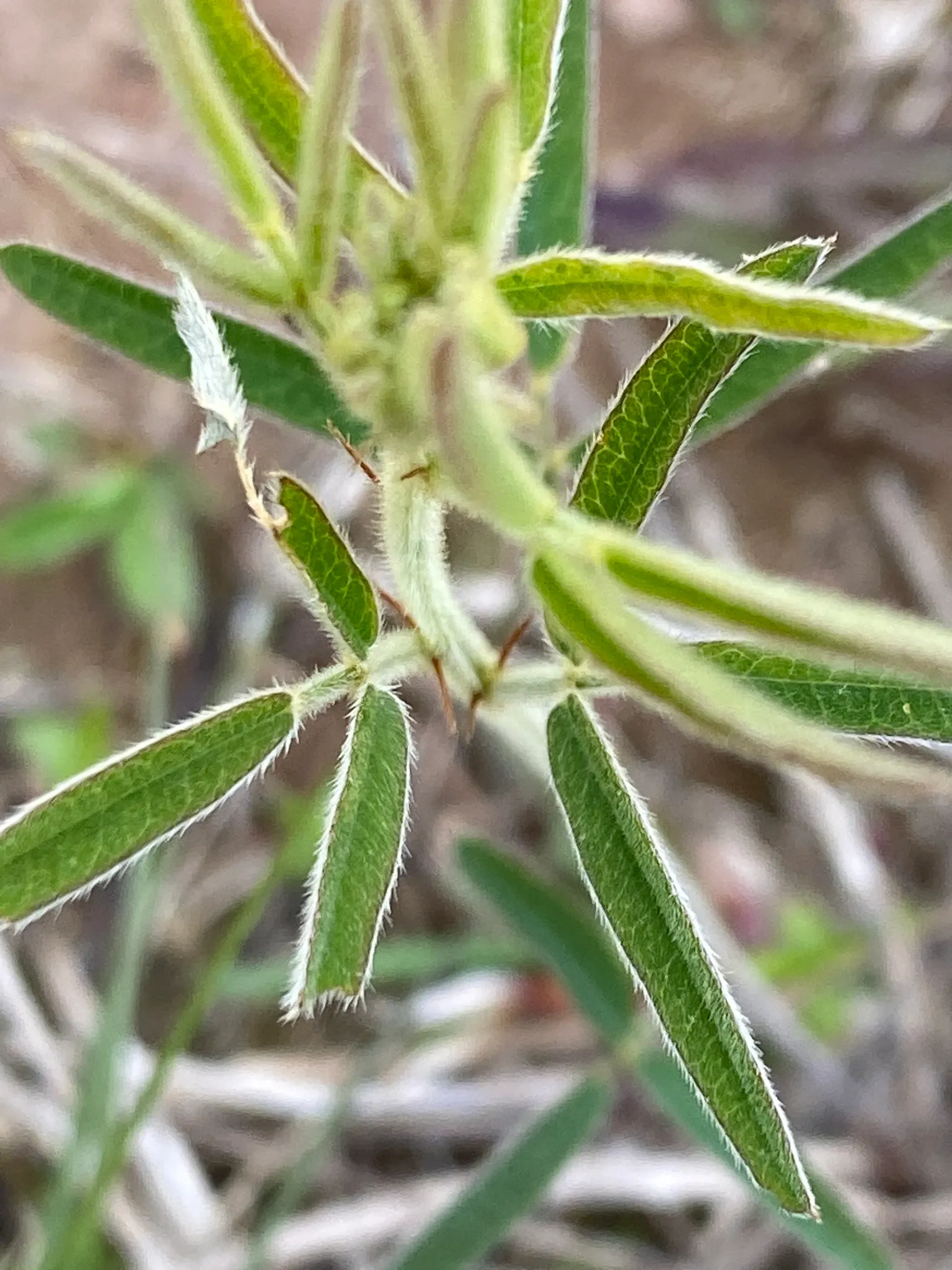 Japanese Bush Clover (Lespedeza Thunbergii 'Gibraltar') — pink flowers in the garden