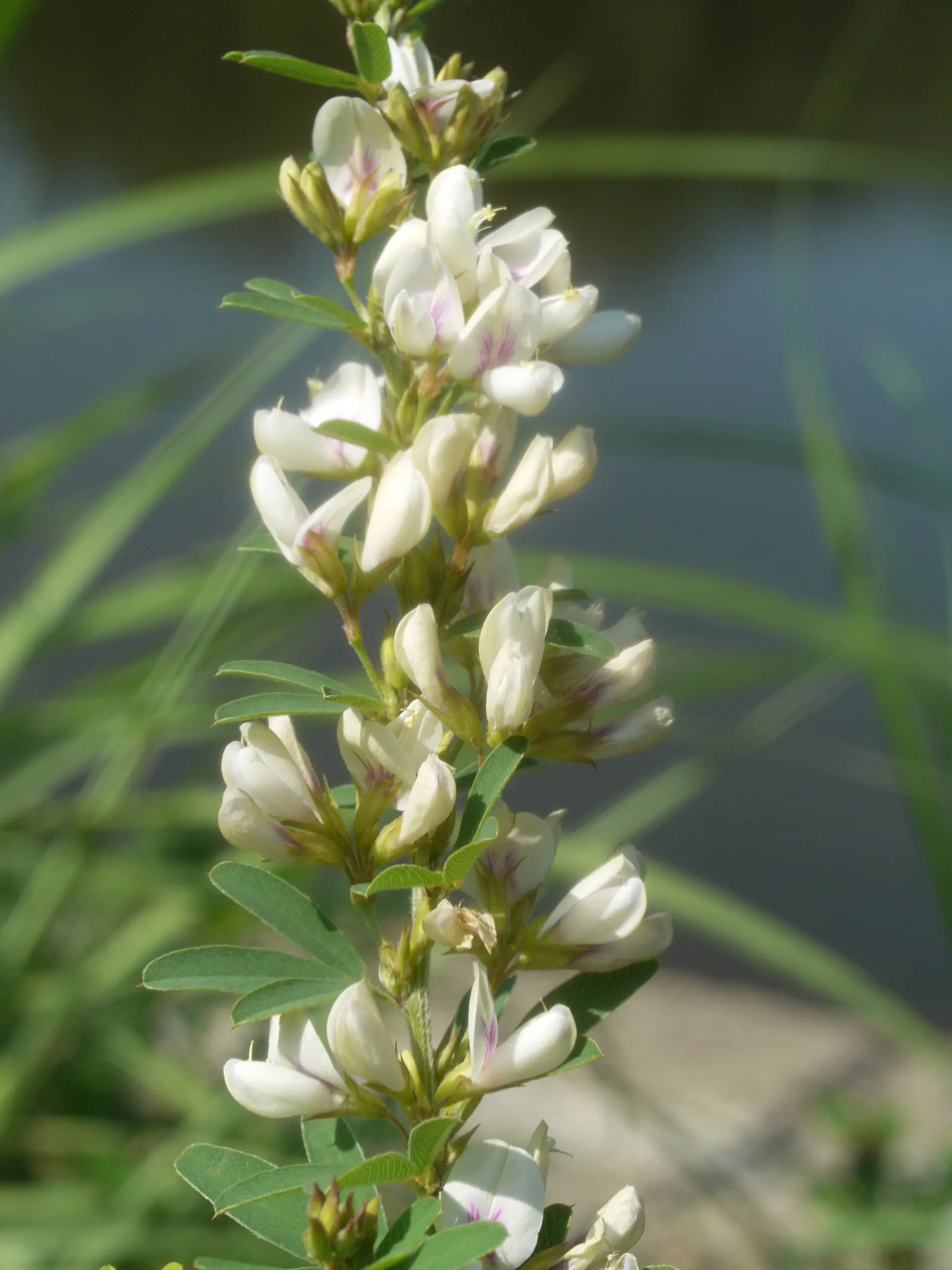 Japanese Bush Clover (Lespedeza Thunbergii 'Gibraltar') — arching deciduous shrub reaching 4-6 feet tall and wide; prune in late winter for best, image 64
