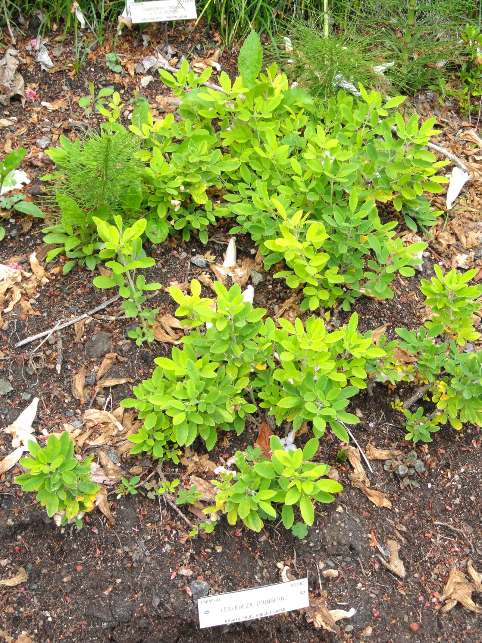 Japanese Bush Clover (Lespedeza Thunbergii 'Gibraltar') — creating a fountain-like effect; high-impact presence that captivates viewers with its, image 51