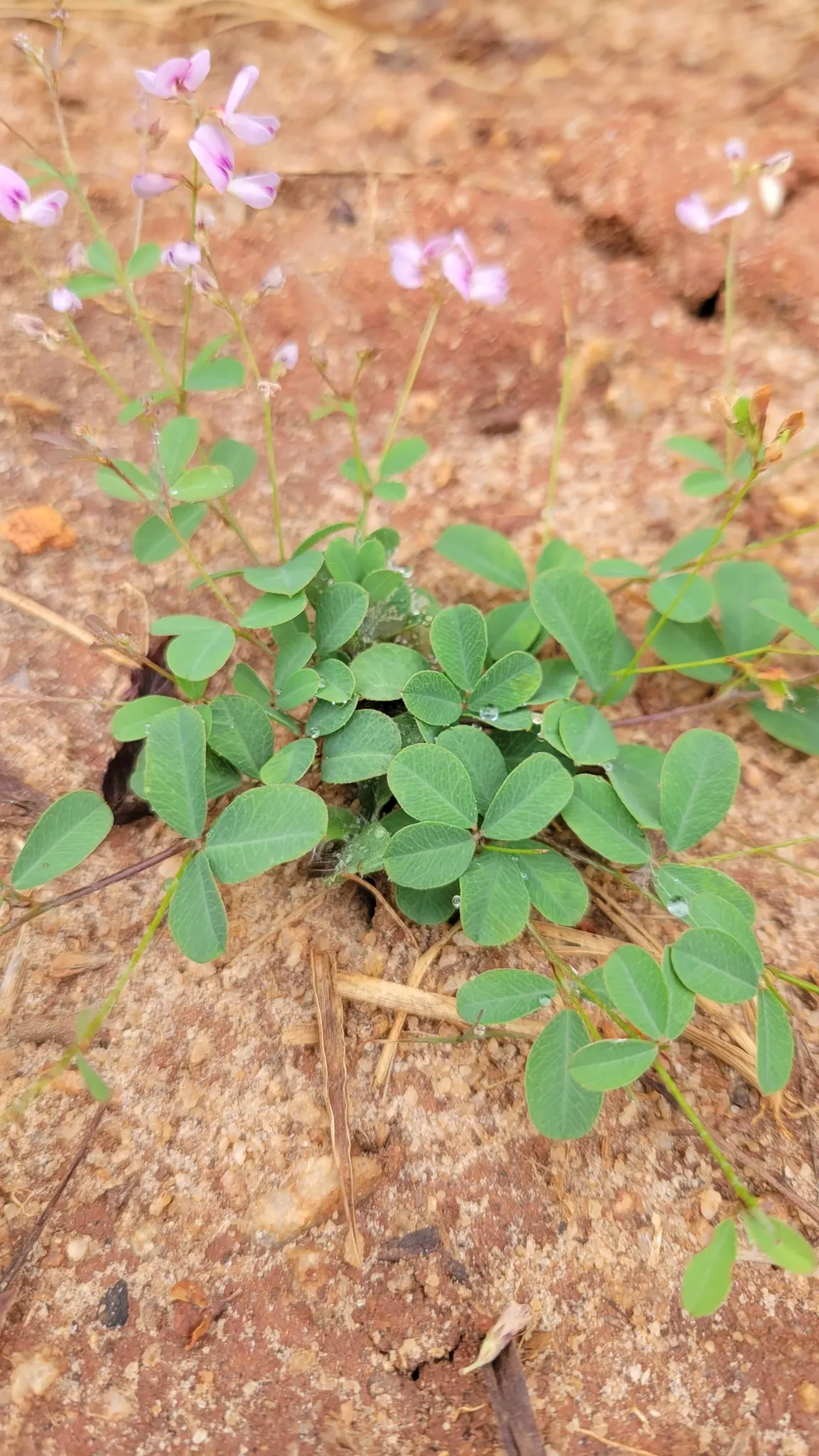 Japanese Bush Clover (Lespedeza Thunbergii 'Gibraltar') — Prune in late winter for best blooms, image 46