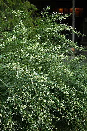 Japanese Bush Clover (Lespedeza Thunbergii 'Gibraltar') — or coneflowers to create a dynamic and contrasting display.<br><br>In terms of maintenance; prune in