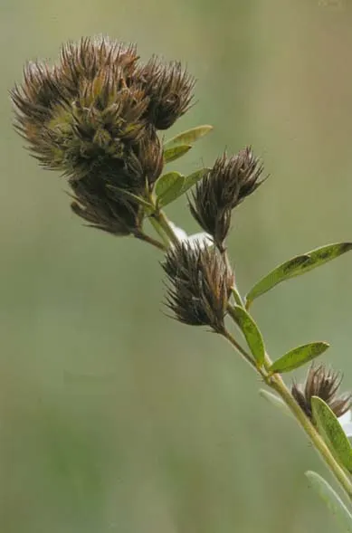 Japanese Bush Clover (Lespedeza Thunbergii 'Gibraltar') — grass / shrub for full or half; high-impact presence that captivates viewers with its airy elegance