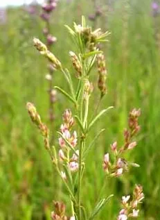 Japanese Bush Clover (Lespedeza Thunbergii 'Gibraltar') — arching deciduous shrub reaching 4-6 feet tall and wide