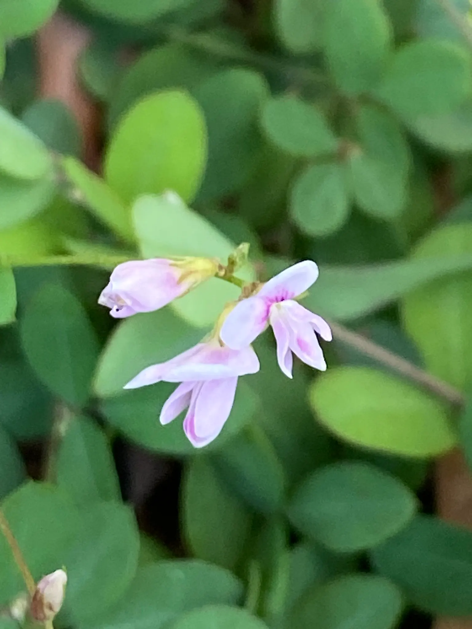 Japanese Bush Clover (Lespedeza Thunbergii 'Gibraltar') — the arching branches become densely laden with blossoms; making it an excellent choice for adding
