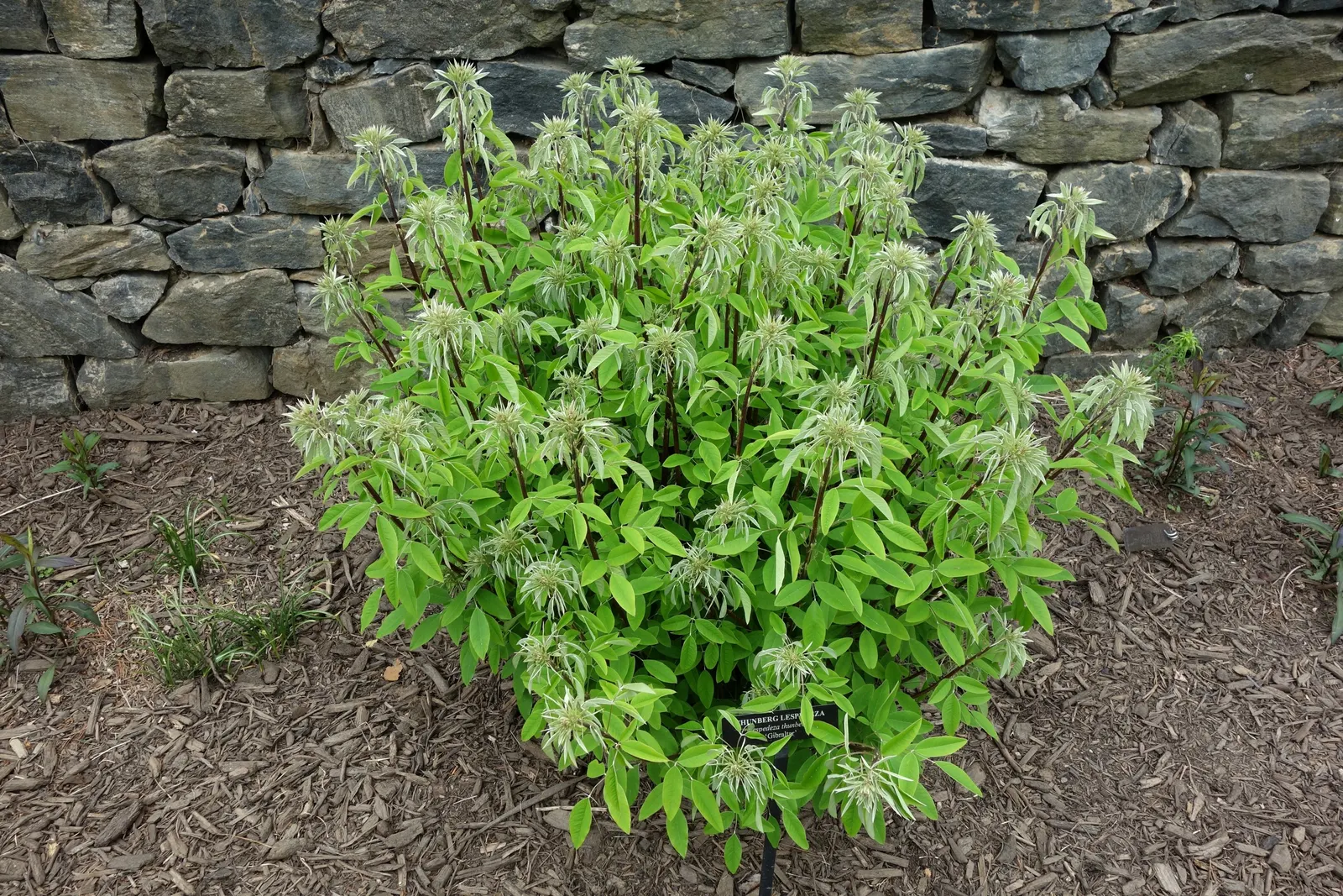 Japanese Bush Clover (Lespedeza Thunbergii 'Gibraltar') — high-impact presence that captivates viewers with its airy elegance and resilient nature, image 60