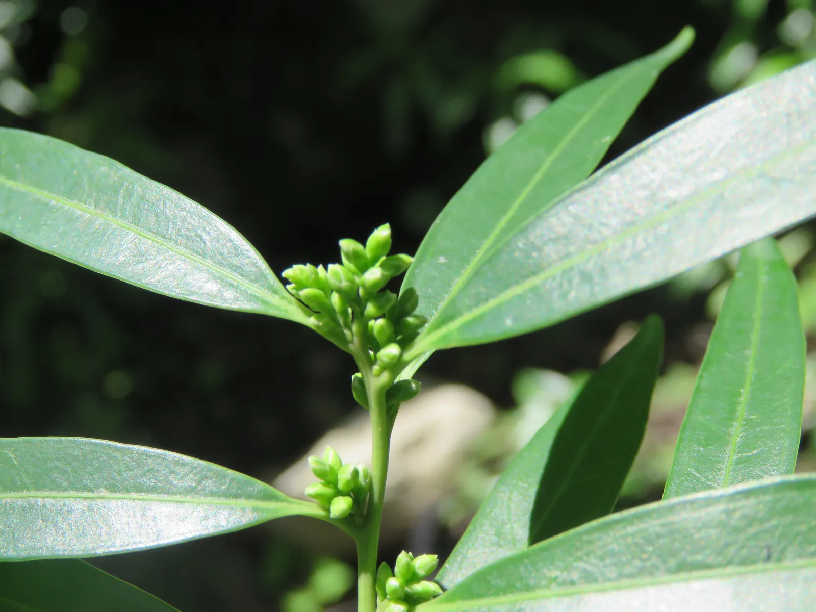 Sweet Box (Sarcococca Confusa) — slow-growing plant is notable for its glossy