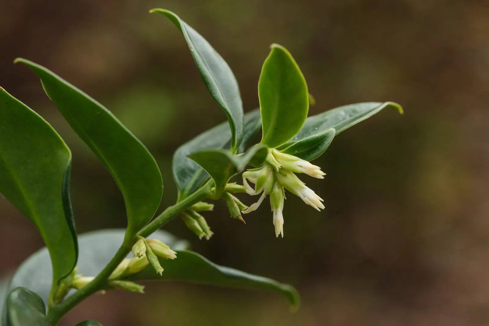 Sweet Box (Sarcococca Confusa) — as it is tolerant of low-light conditions; which bloom from December to March