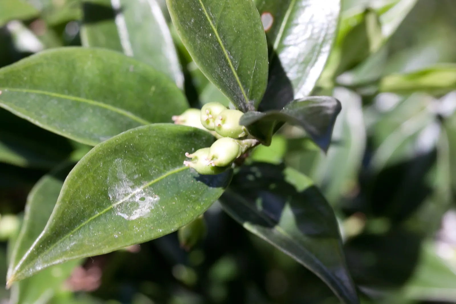 Sweet Box (Sarcococca Confusa) — Following the bloom period