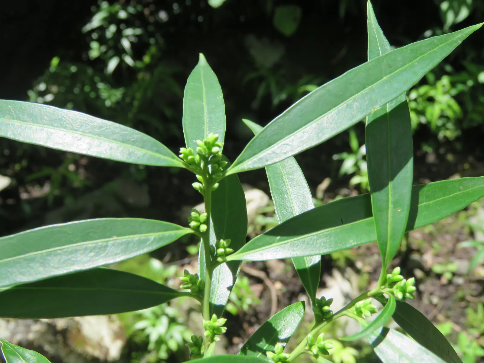 Sweet Box (Sarcococca Confusa) — <br><br>Clients will appreciate the Sweet Box's inconspicuous yet highly fragrant white flowers