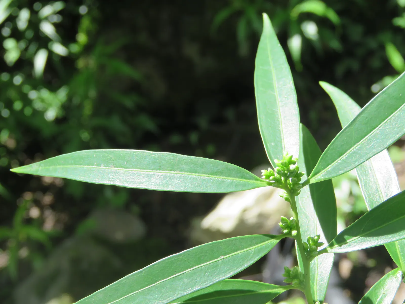 Sweet Box (Sarcococca Confusa) — Following the bloom period; making it a multifaceted plant selection for discerning clients