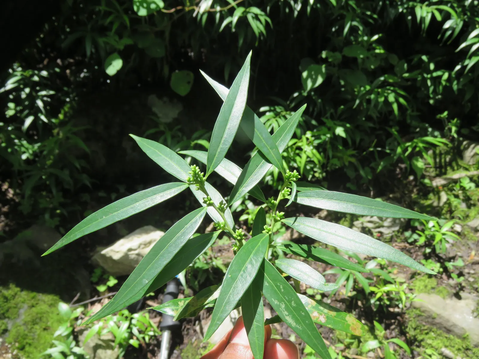 Sweet Box (Sarcococca Confusa) — Pruning is seldom necessary but can be performed to maintain desired shape and size; making it a multifaceted plant selection