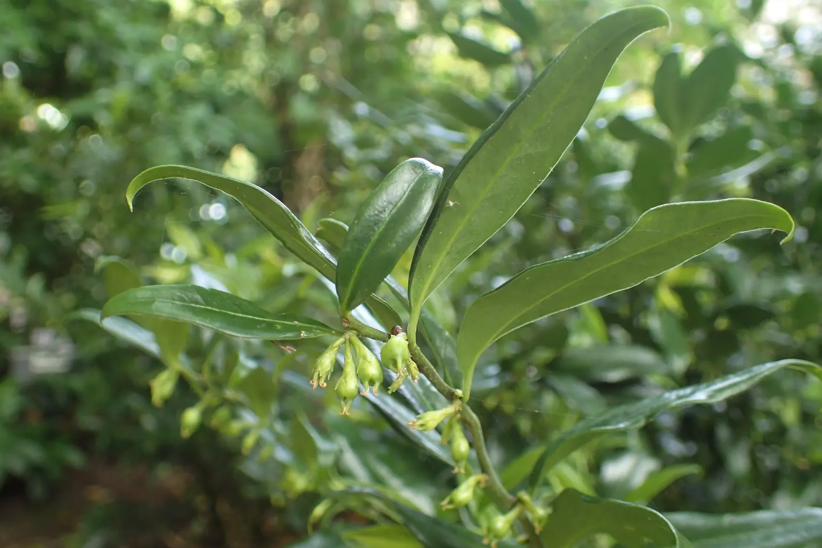 Sweet Box (Sarcococca Confusa) — commonly known as Sweet Box; leathery leaves that maintain a deep green color throughout the year
