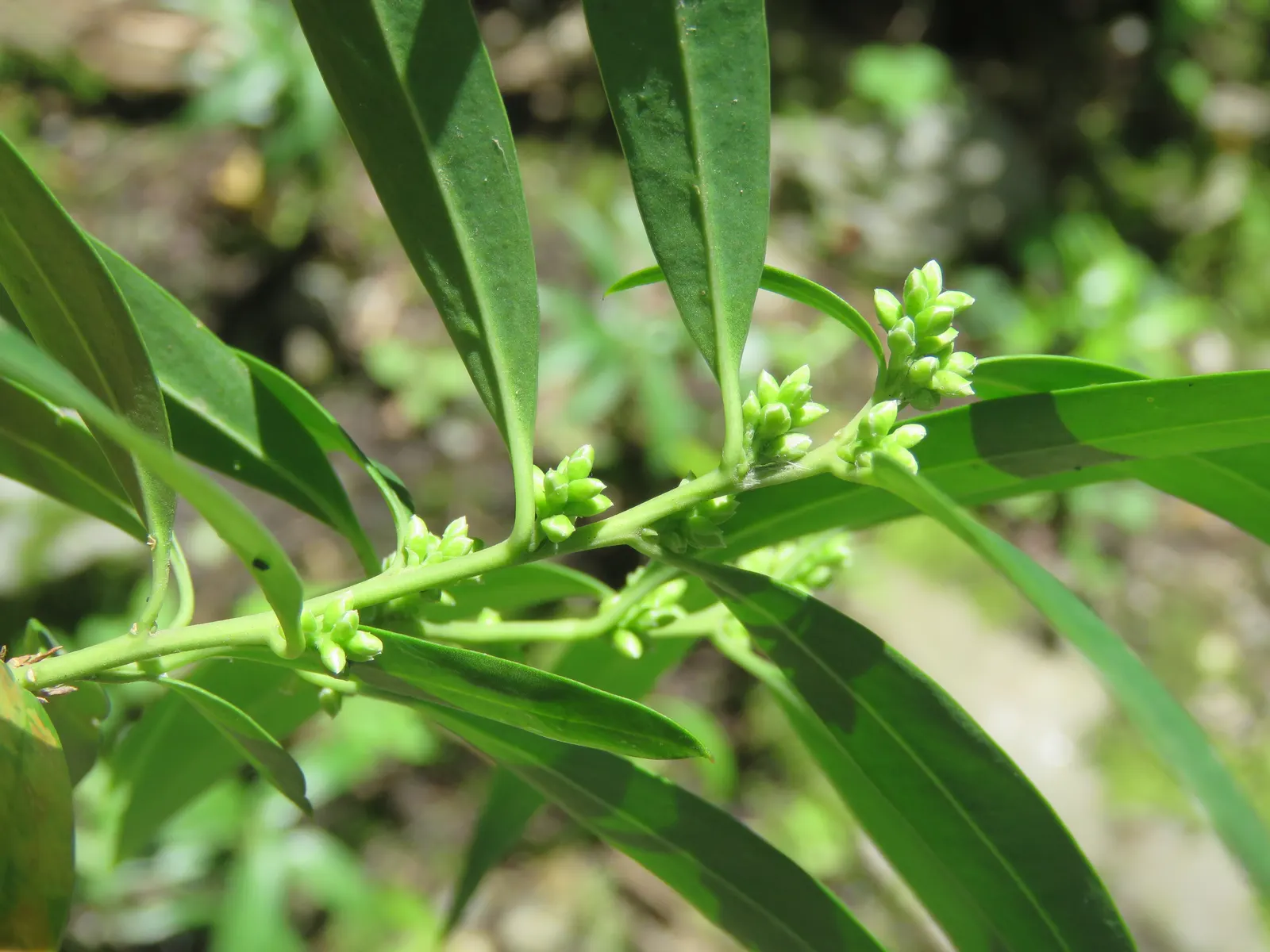 Sweet Box (Sarcococca Confusa) — Fragrant, small white flowers bloom in late winter, followed by black berries; making it a multifaceted plant selection for
