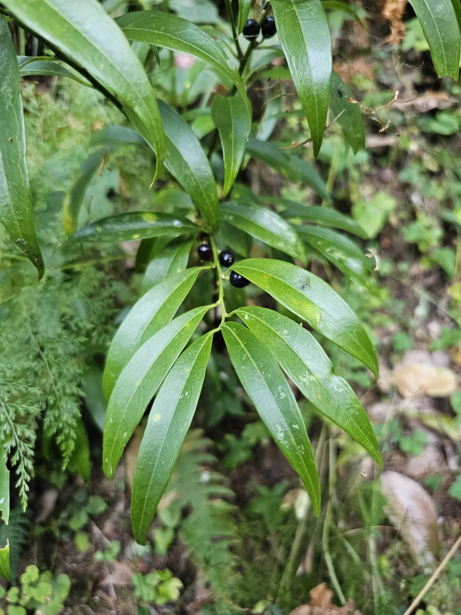 Sweet Box (Sarcococca Confusa) — Ideal for low-maintenance ground cover or border plantings, adding year-round interest to shaded landscapes