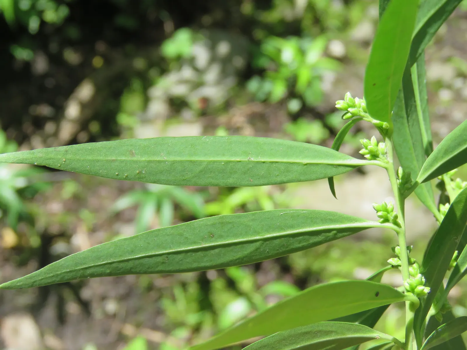 Sweet Box (Sarcococca Confusa) — extensive root system and thereafter benefits from occasional watering during prolonged dry spells