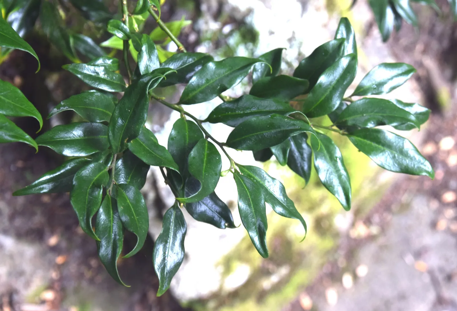 Sweet Box (Sarcococca Confusa) — offering a sweet scent during the often-bare winter months; which bloom from December to March