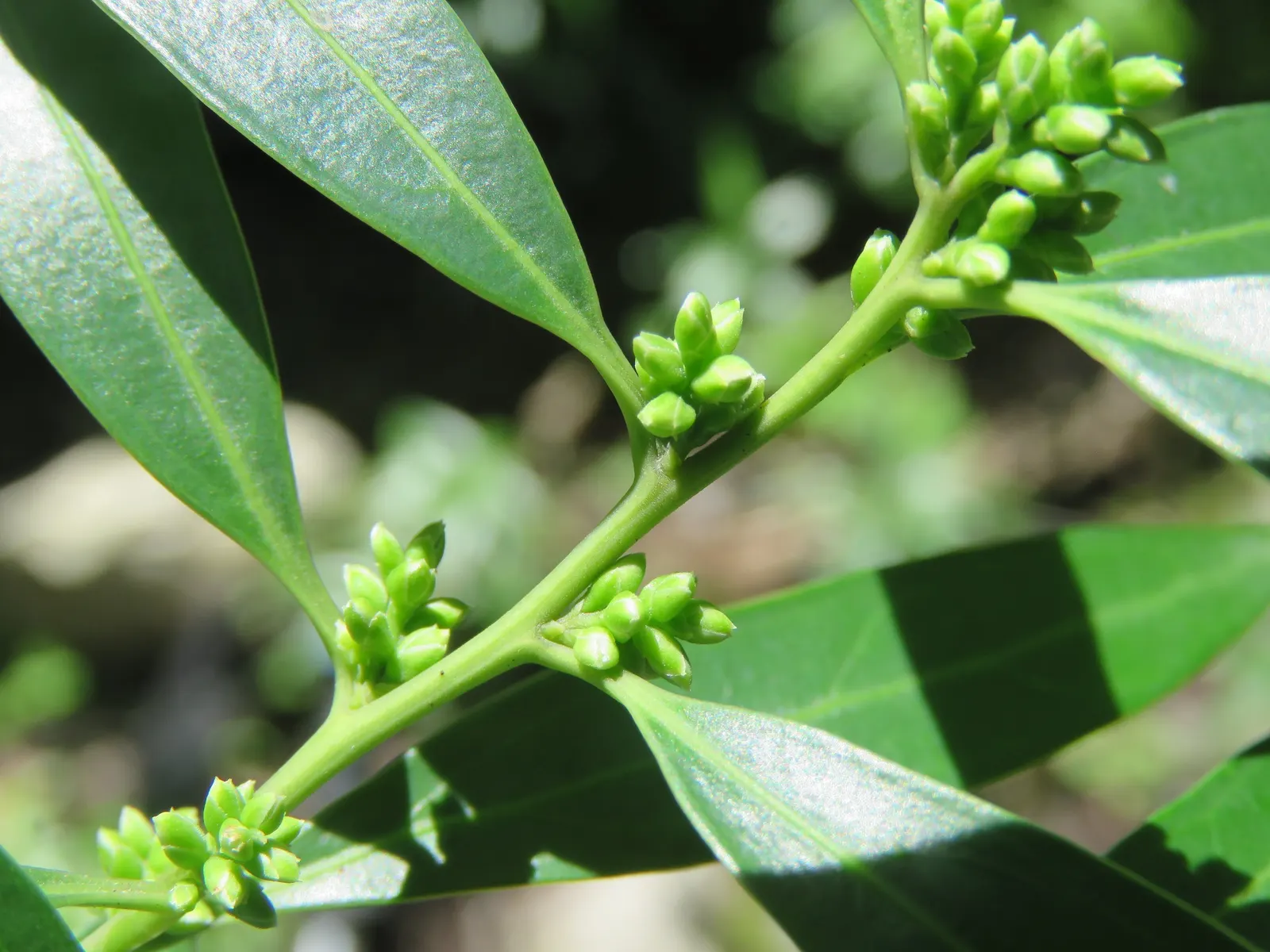 Sweet Box (Sarcococca Confusa) — It thrives in part to full shade and well-drained soil, maturing around 3-5 feet in height and spread