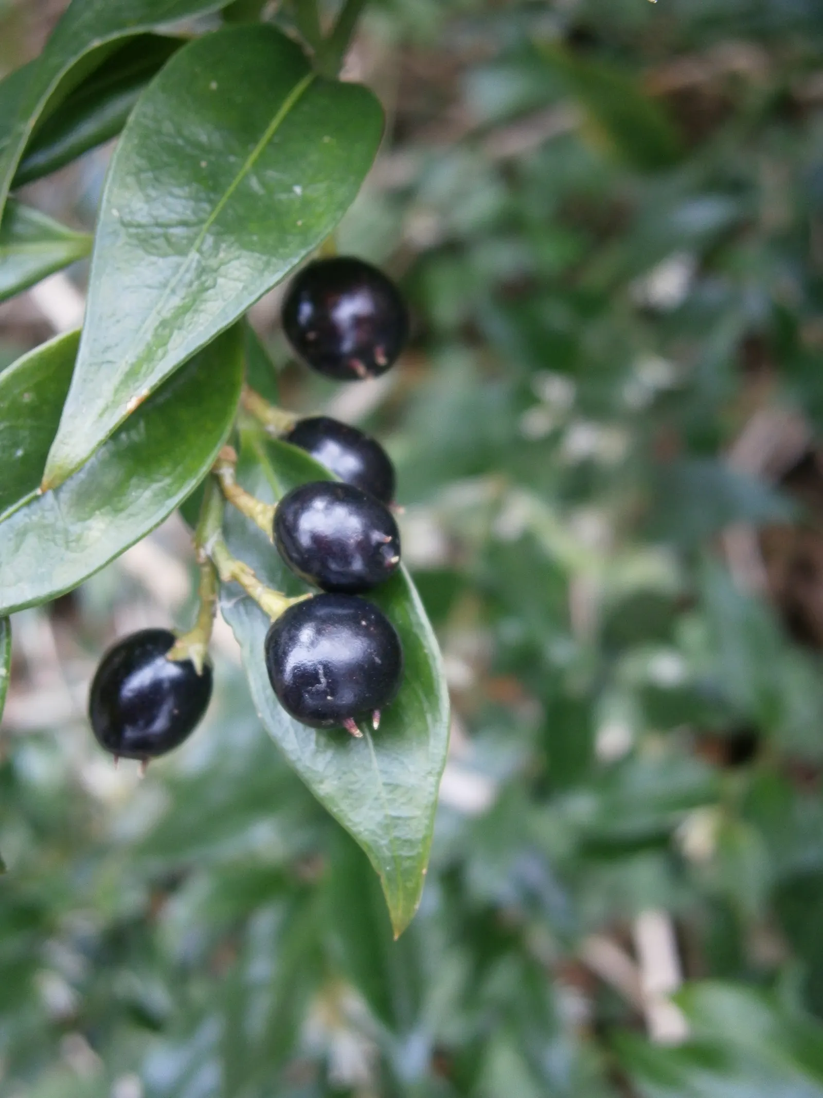 Sweet Box (Sarcococca Confusa) — white flowers in the garden; leathery leaves that maintain a deep green color throughout the year