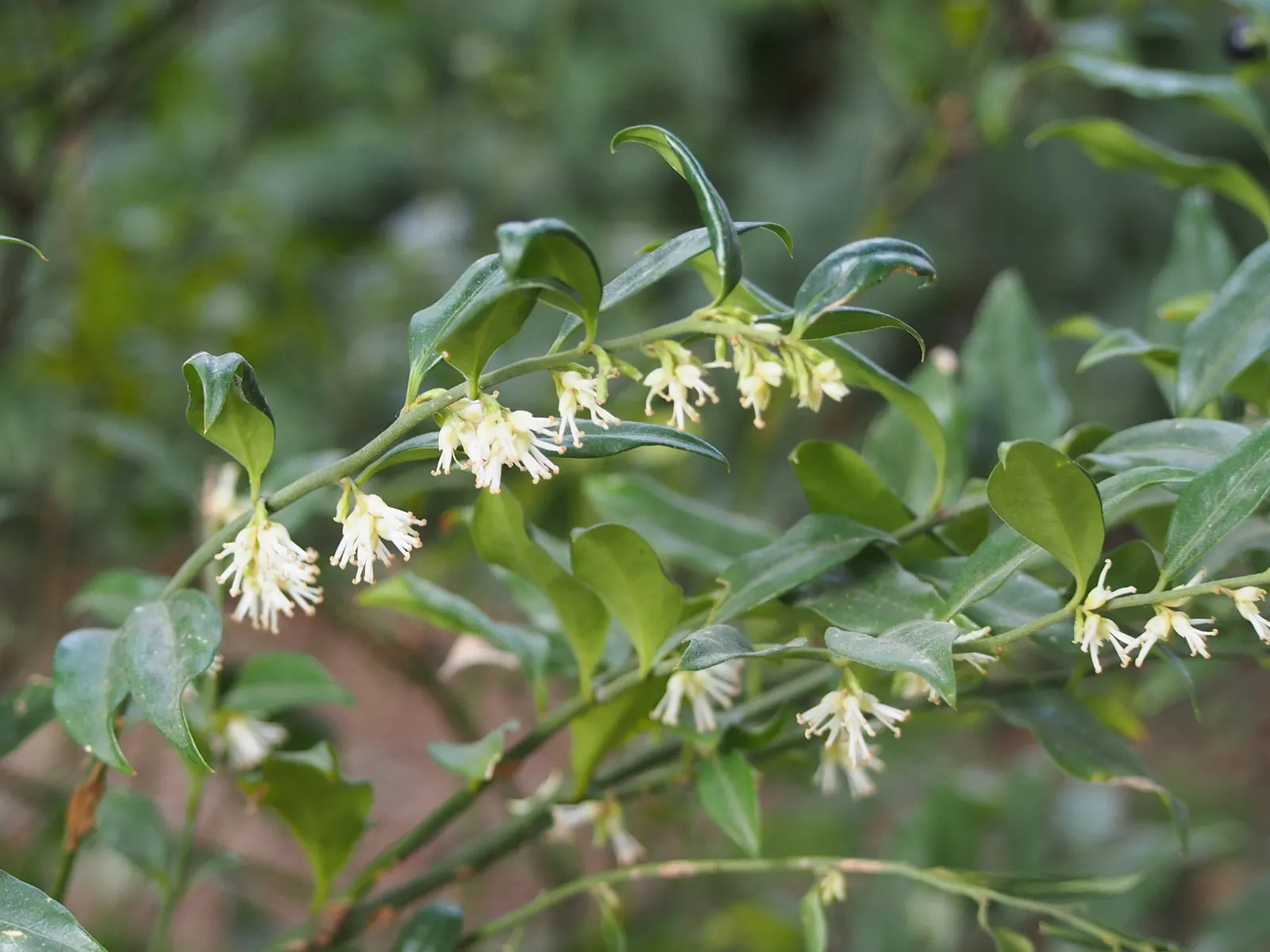 Sweet Box (Sarcococca Confusa) — Typically reaching 3 to 5 feet in height with a slightly wider spread of 4 to 6 feet; fragrant, small white flowers bloom in