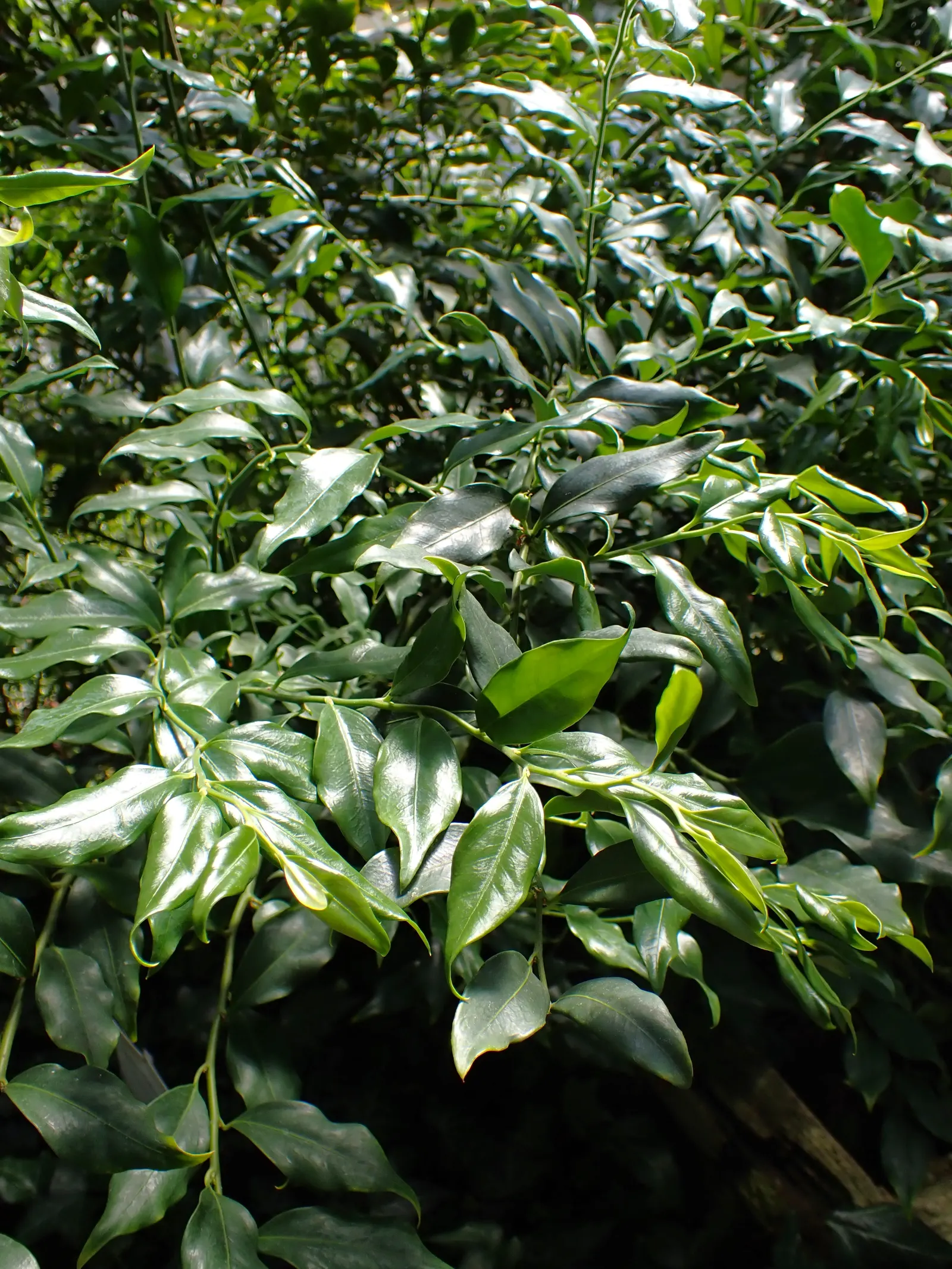Sweet Box (Sarcococca Confusa) — extensive root system and thereafter benefits from occasional watering during prolonged dry spells; which bloom from December