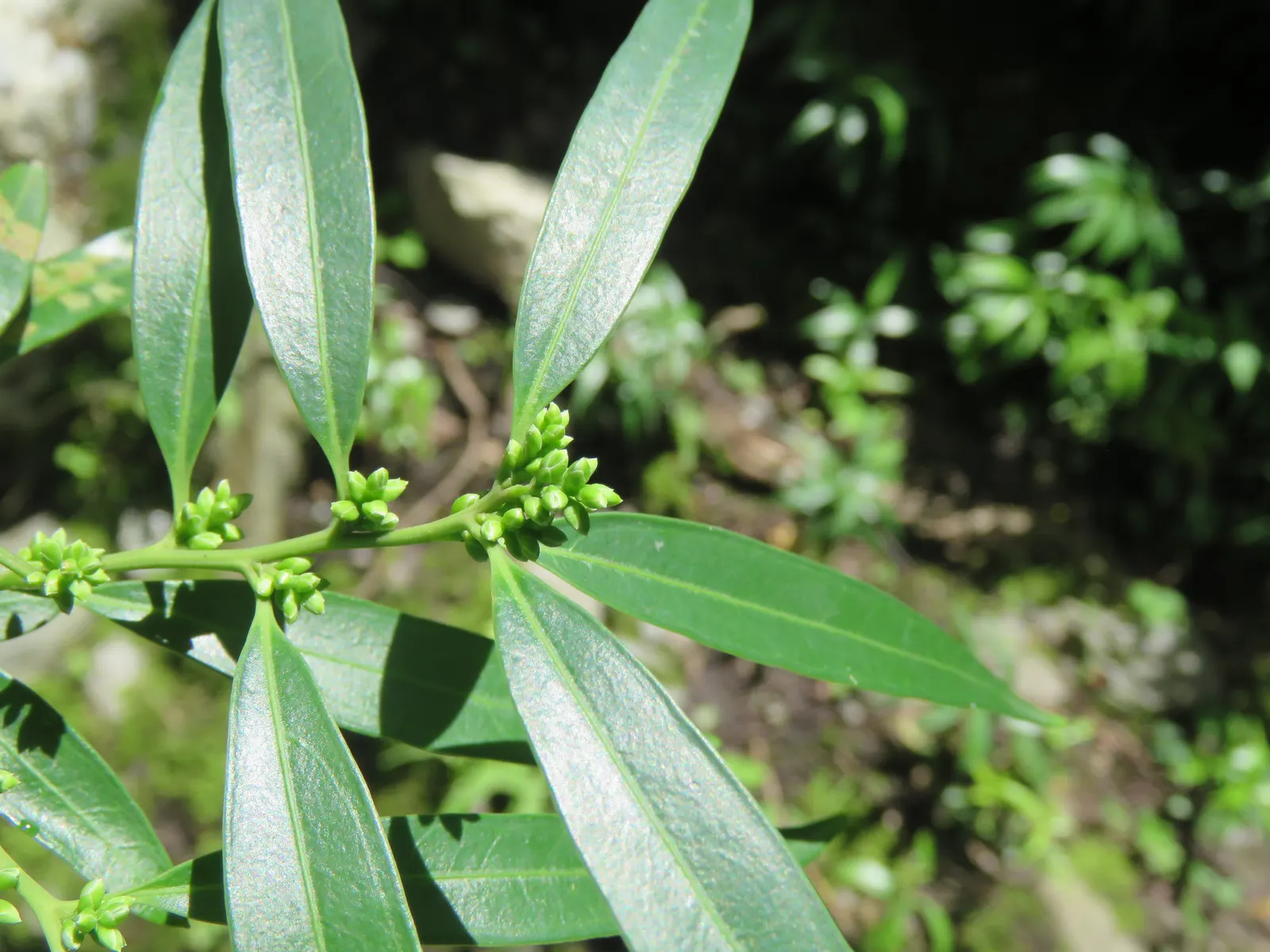 Sweet Box (Sarcococca Confusa) — Its placement should consider areas with partial to full shade; leathery leaves that maintain a deep green color throughout