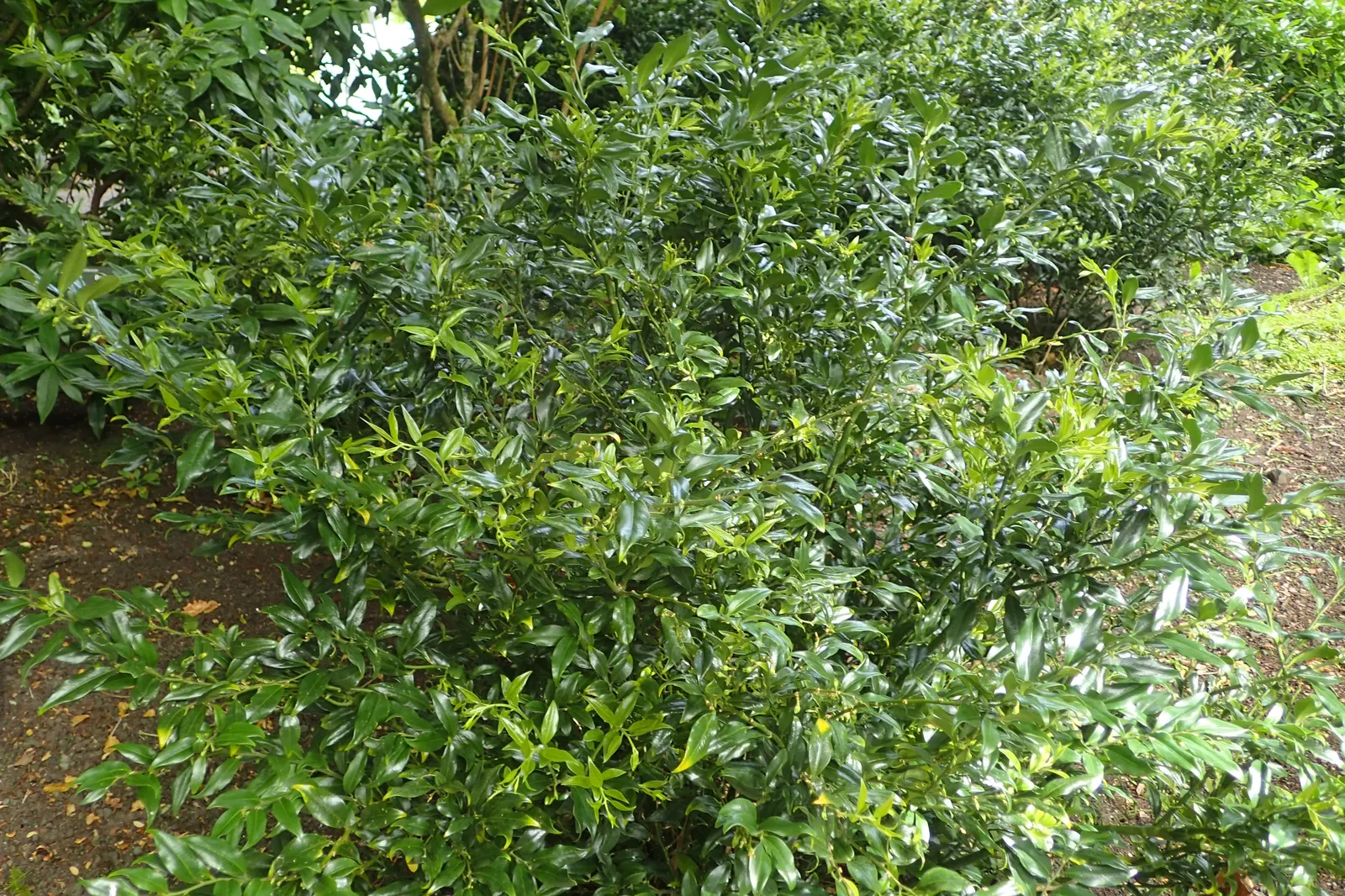 Sweet Box (Sarcococca Confusa) — Sweet Box (Sarcococca confusa) is a compact evergreen shrub notable for its glossy