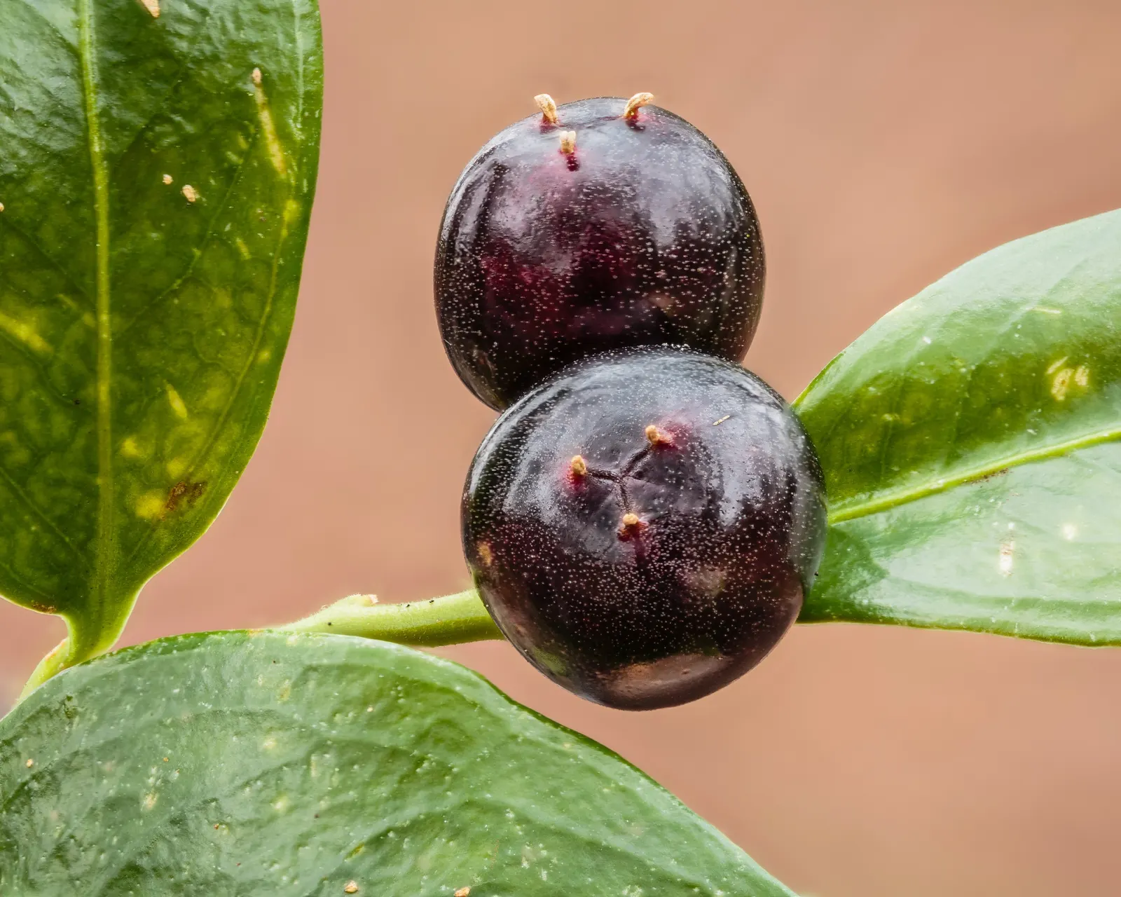 Sweet Box (Sarcococca Confusa) — is a valued evergreen shrub well-suited for shaded areas in landscape design; which bloom from December to March