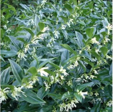 Sweet Box (Sarcococca Confusa) — shrub for deep shade or shade