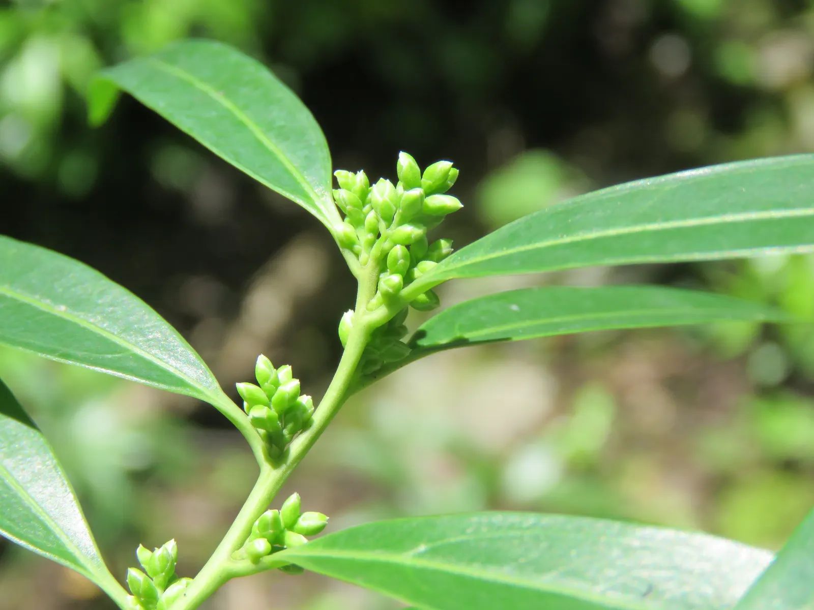 Sweet Box (Sarcococca Confusa) — especially where year-round foliage interest and winter blooms are desired; making it a multifaceted plant selection for