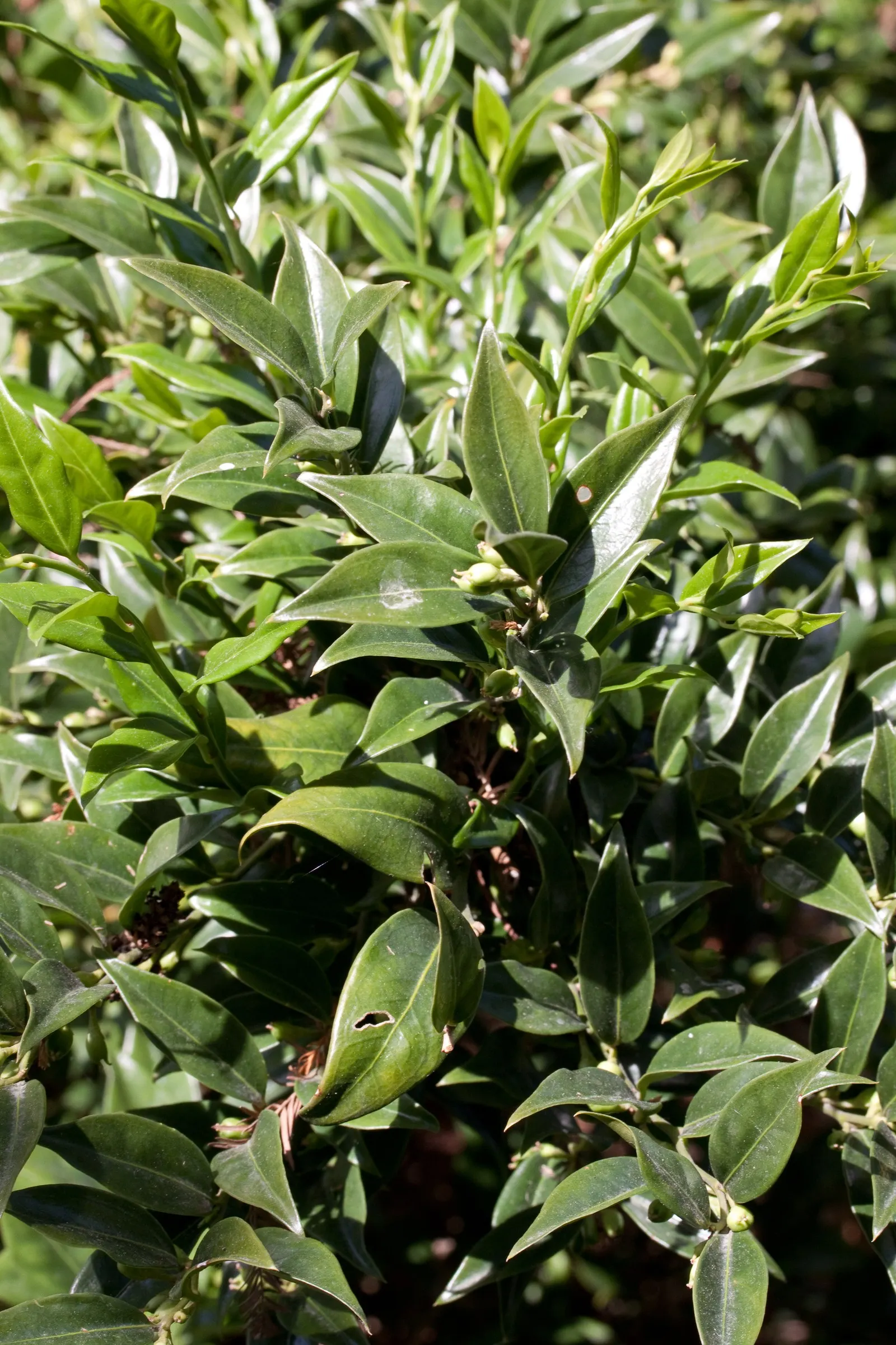 Sweet Box (Sarcococca Confusa) — which bloom from December to March; leathery leaves that maintain a deep green color throughout the year
