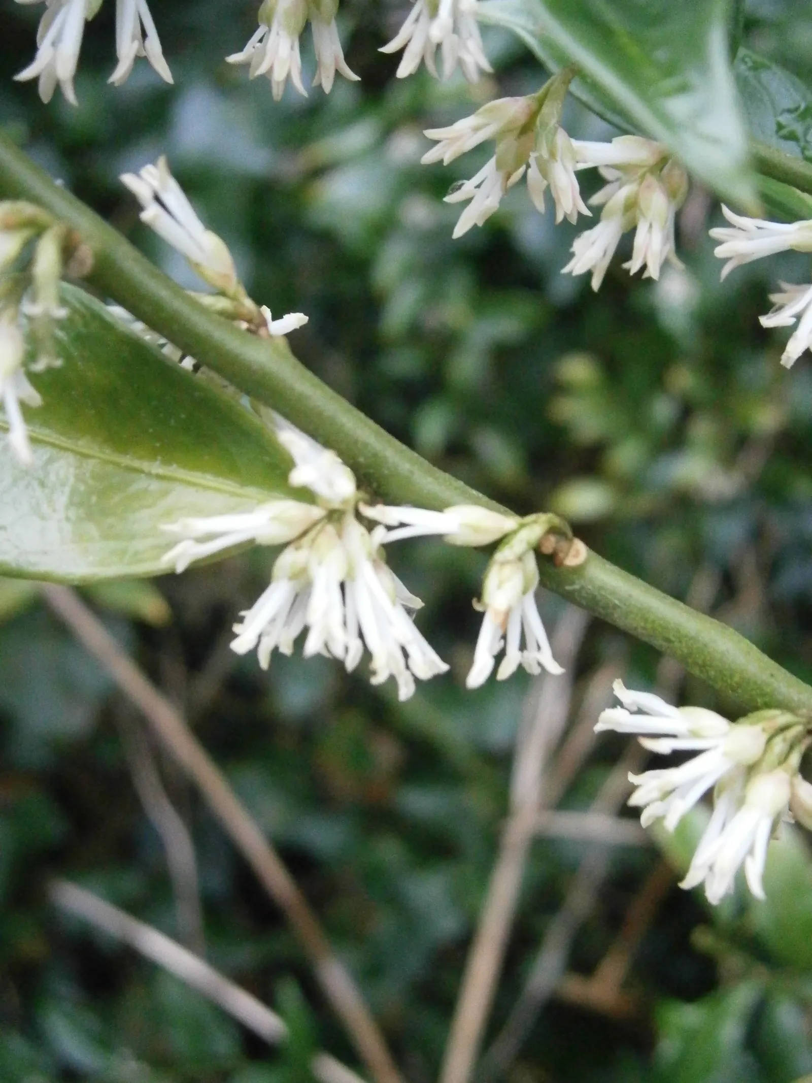 Sweet Box (Sarcococca Confusa) — Its placement should consider areas with partial to full shade
