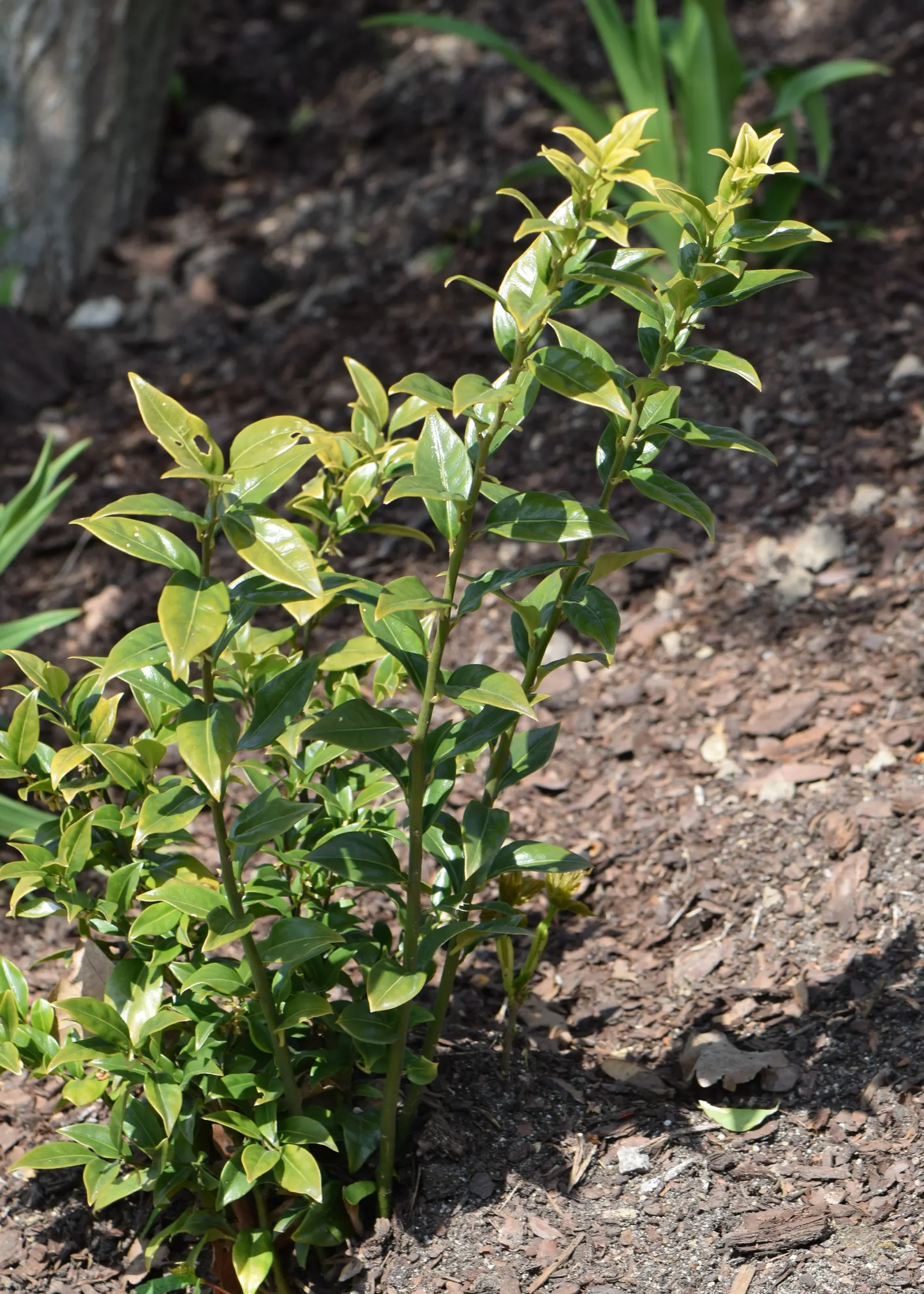 Sweet Box (Sarcococca Confusa) — <br><br>Clients will appreciate the Sweet Box's inconspicuous yet highly fragrant white flowers; fragrant, small white flowers