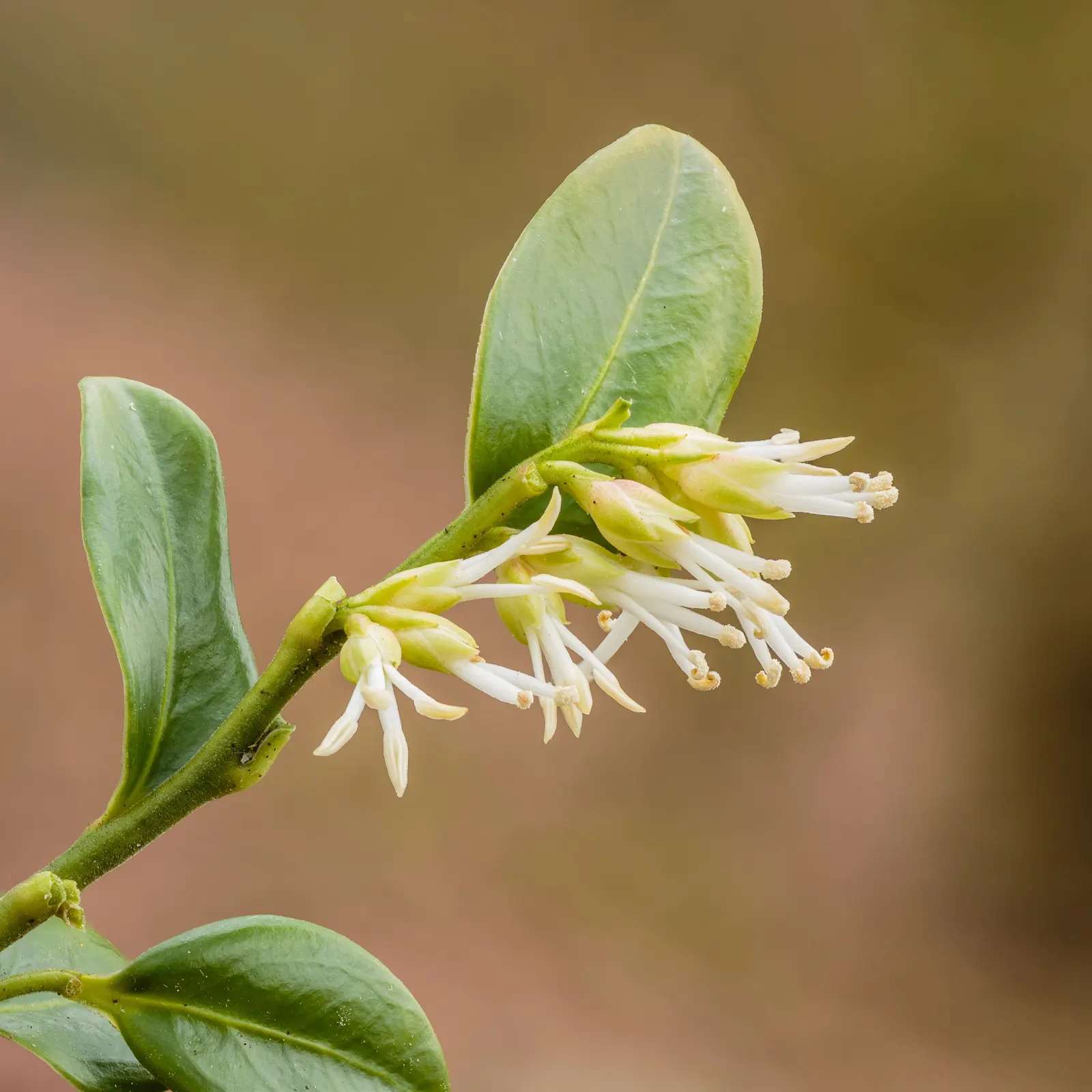 Sweet Box (Sarcococca Confusa) — especially where year-round foliage interest and winter blooms are desired