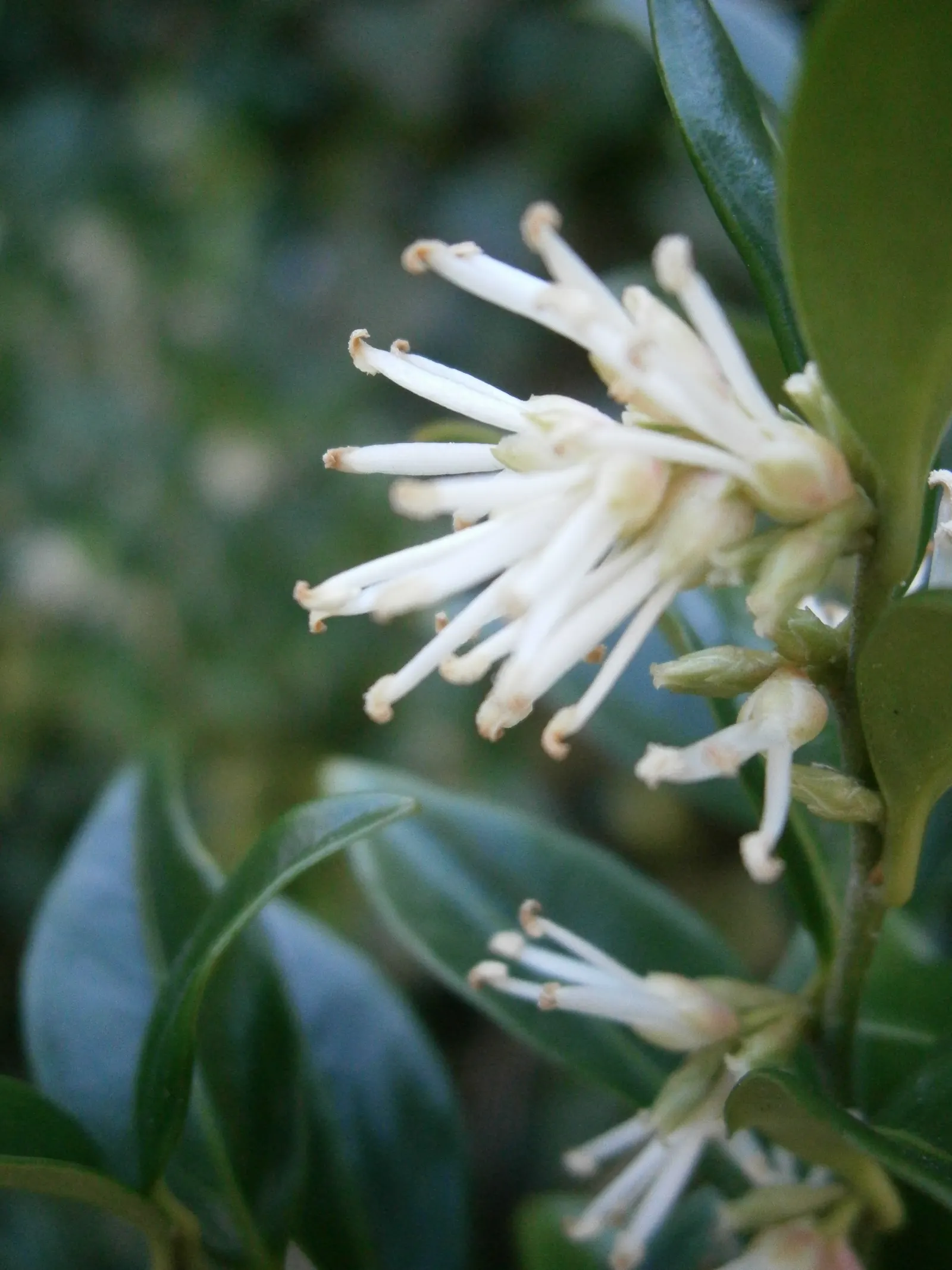 Sweet Box (Sarcococca Confusa) — white flowers in the garden