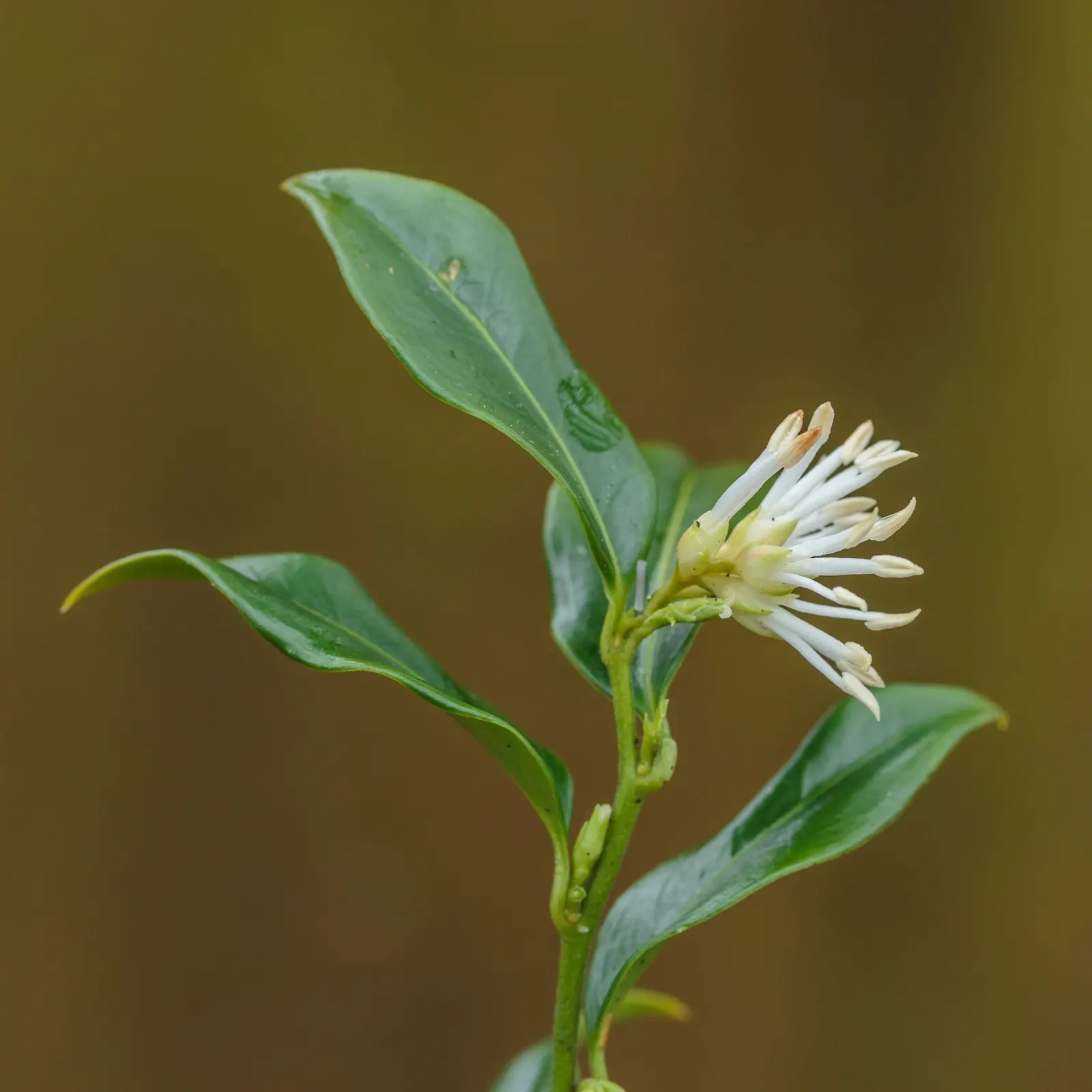 Sweet Box (Sarcococca Confusa) — Sarcococca confusa requires minimal maintenance once established