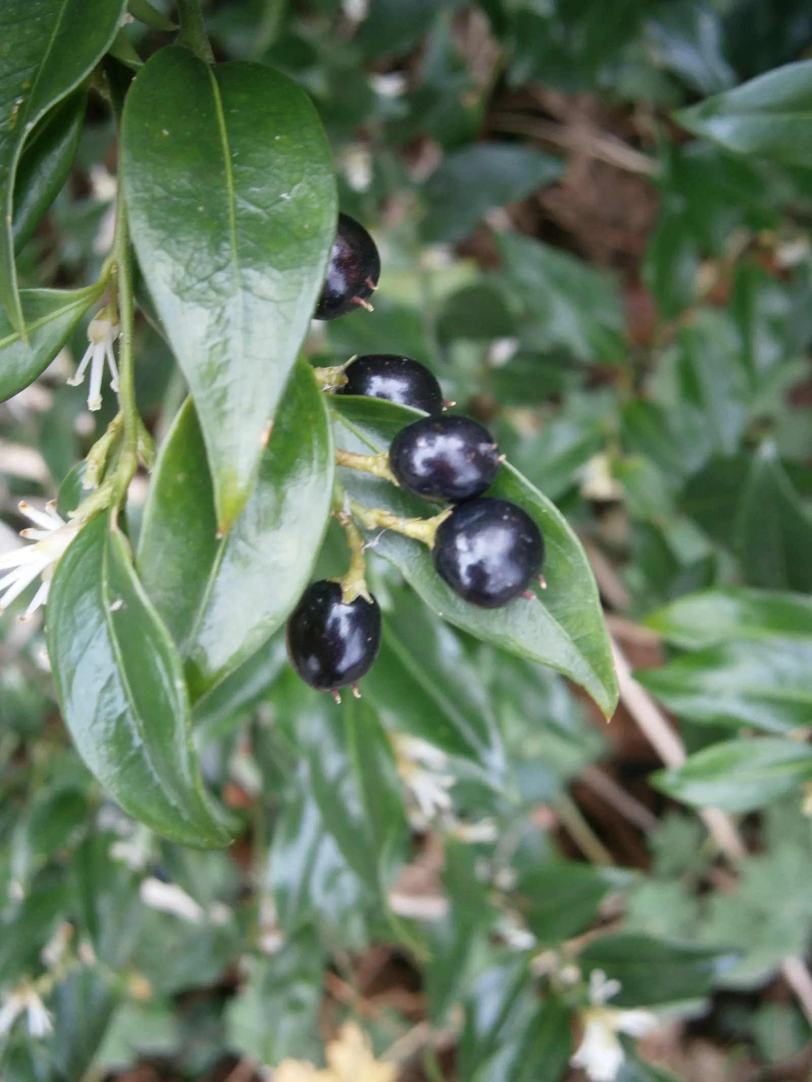 Sweet Box (Sarcococca Confusa) — which bloom from December to March