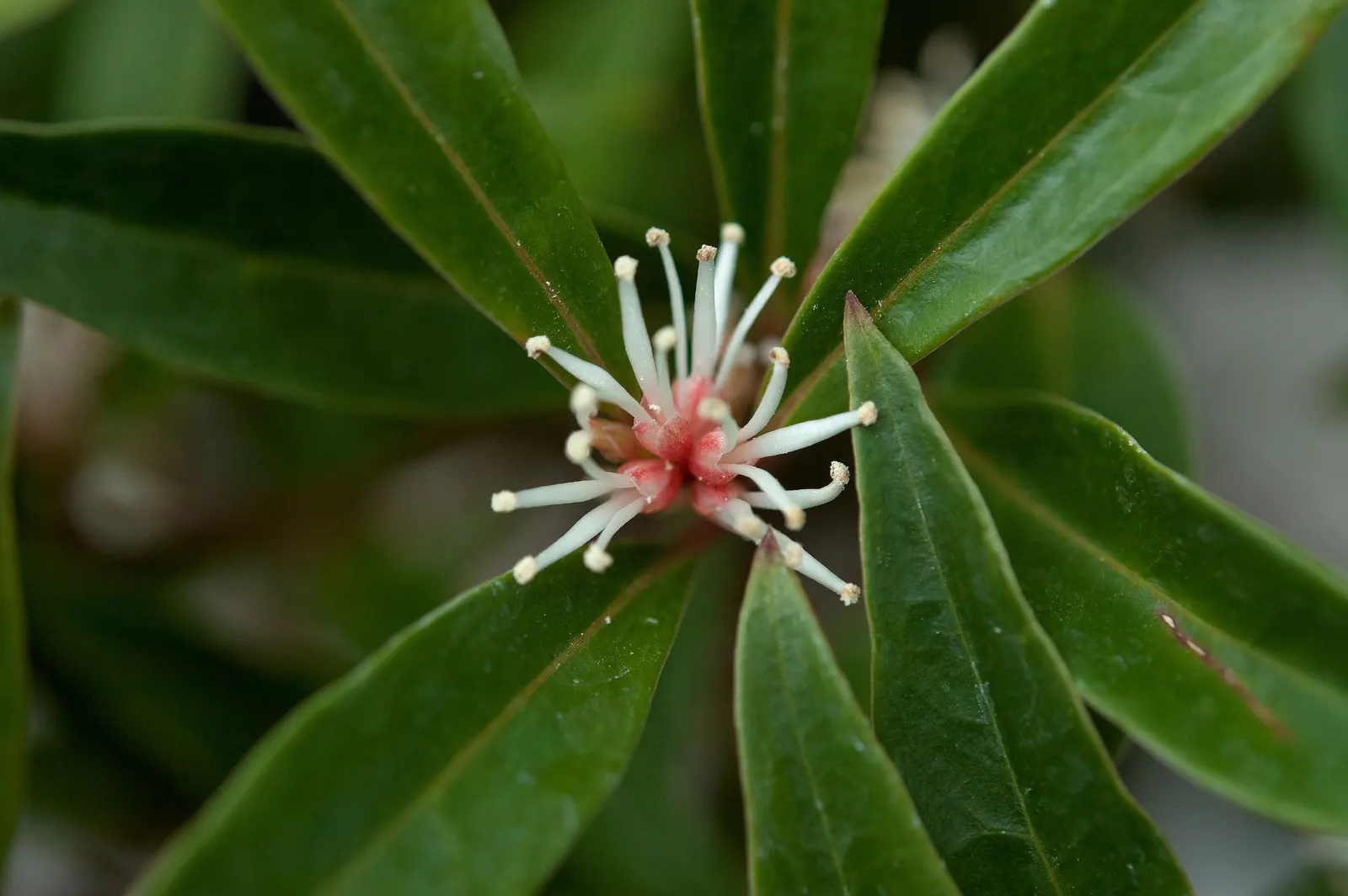Sweet Box (Sarcococca Confusa) — slow-growing plant is notable for its glossy; leathery leaves that maintain a deep green color throughout the year