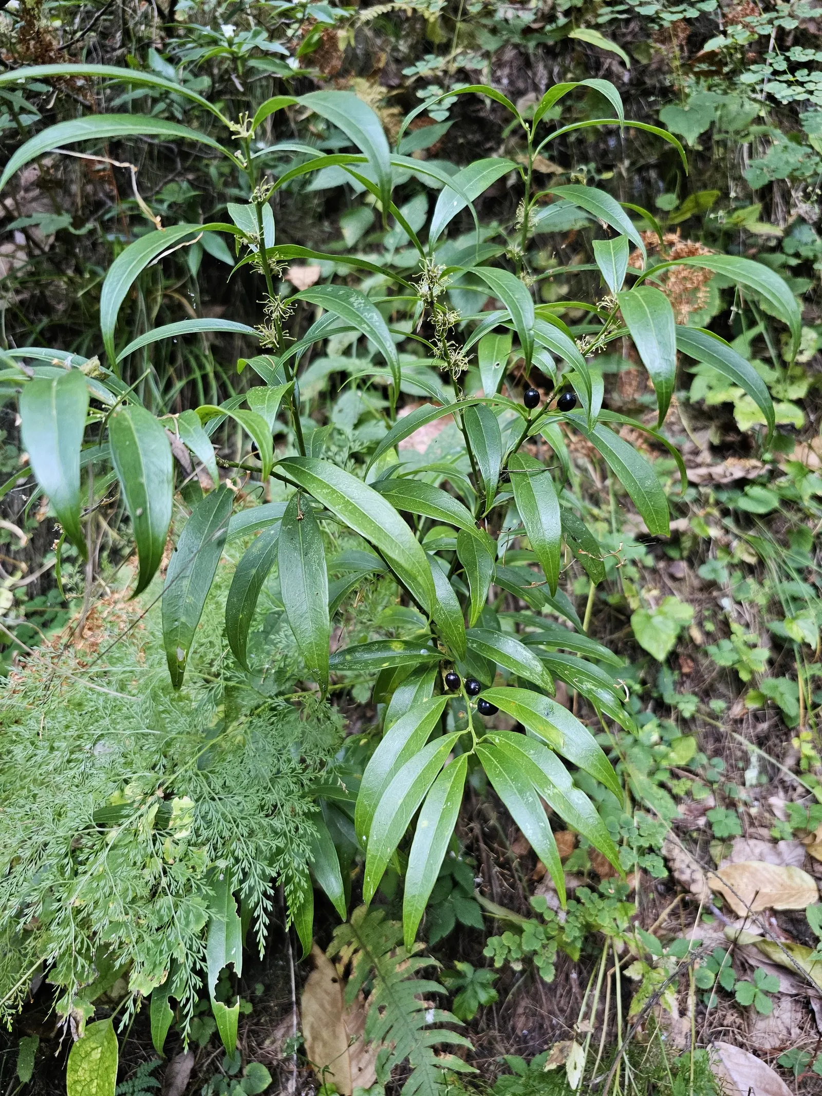 Sweet Box (Sarcococca Confusa) — <br><br>Sweet Box thrives best in USDA Hardiness Zones 7 through 9