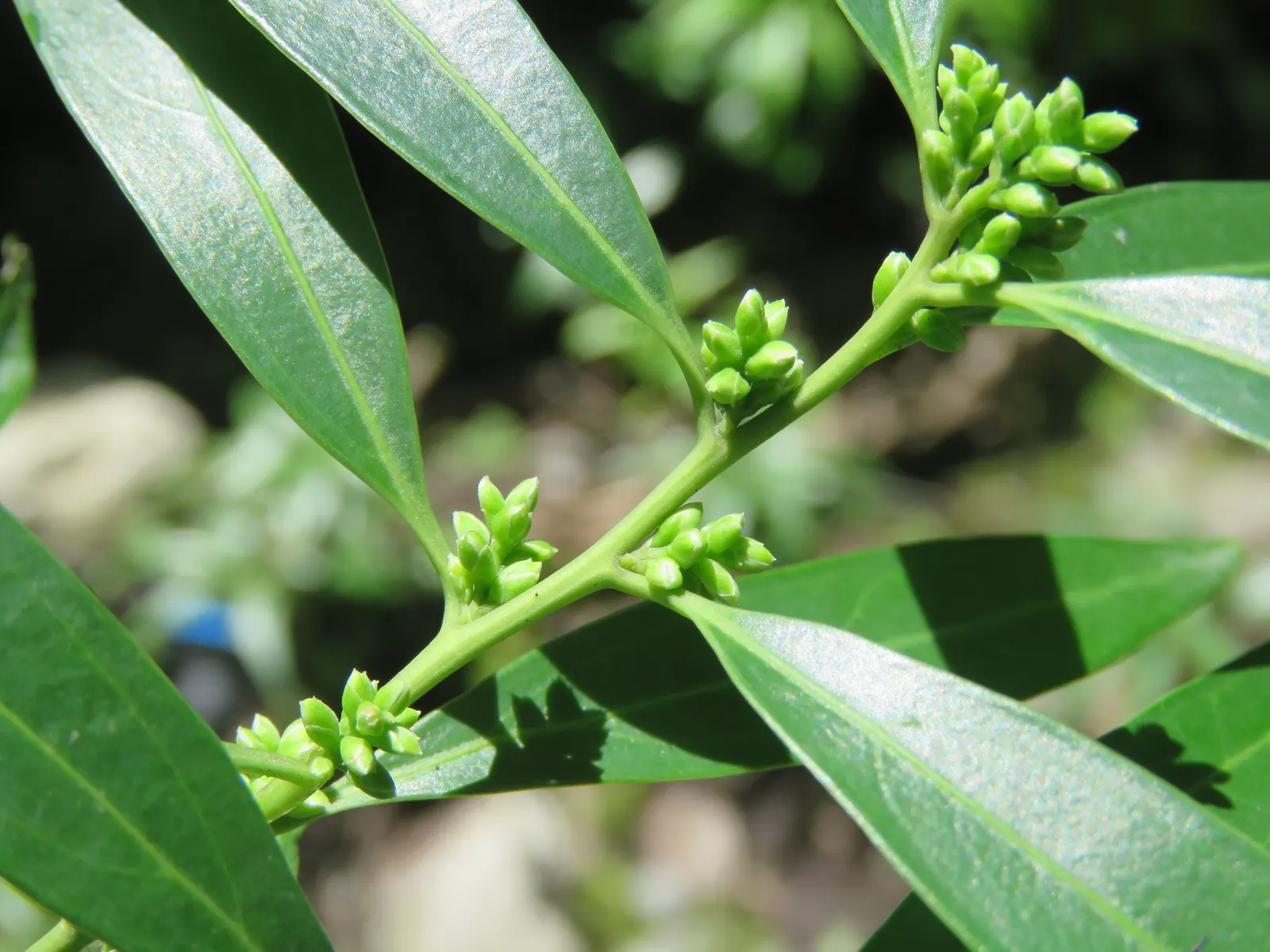 Sweet Box (Sarcococca Confusa) — commonly known as Sweet Box