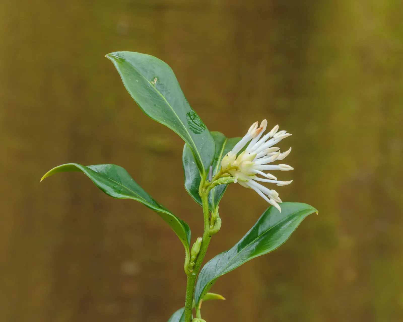 Sweet Box (Sarcococca Confusa) — making it an exemplary choice for understory plantings or north-facing gardens