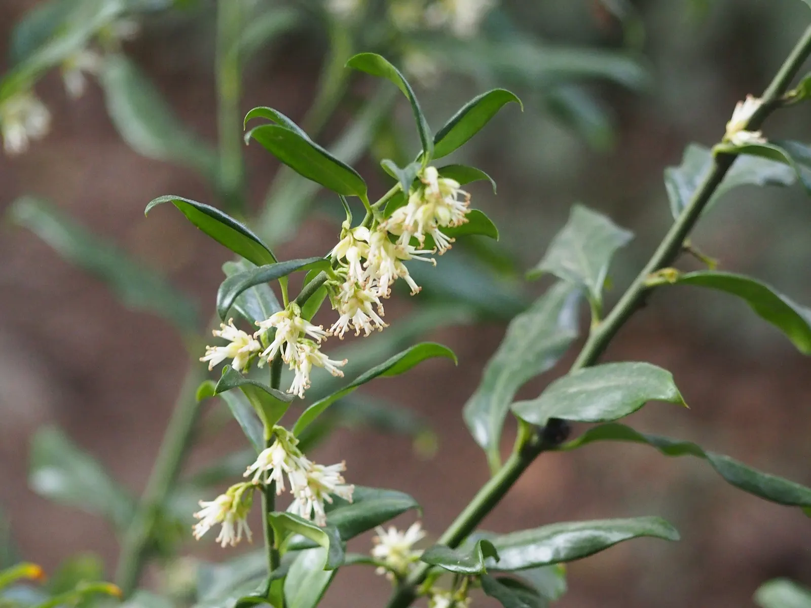 Sweet Box (Sarcococca Confusa) — Sweet Box (Sarcococca confusa) is a compact evergreen shrub notable for its glossy; fragrant, small white flowers bloom in