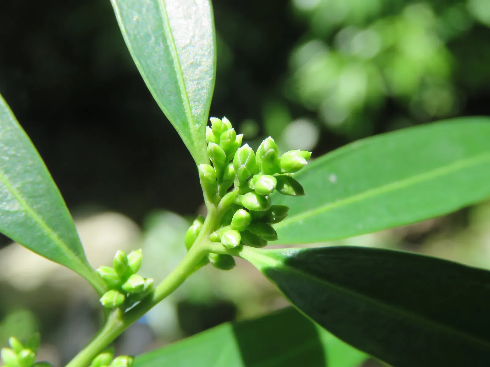 Sweet Box (Sarcococca Confusa) — Sarcococca confusa requires minimal maintenance once established; fragrant, small white flowers bloom in late winter, followed