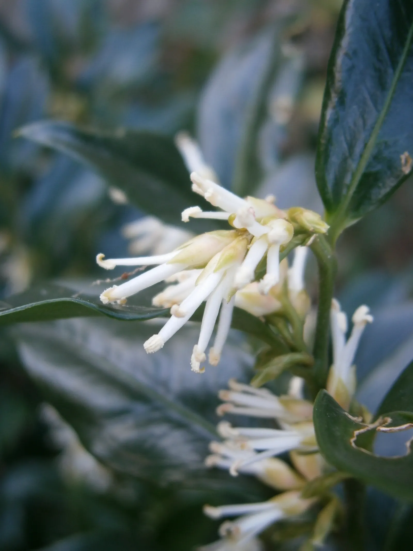 Sweet Box (Sarcococca Confusa) — It should be watered regularly during the first growing season to develop a deep; leathery leaves that maintain a deep green