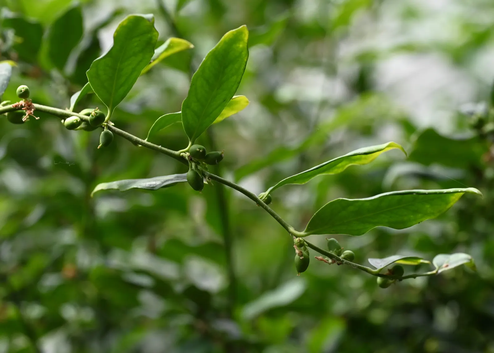 Sweet Box (Sarcococca Confusa) — It thrives in part to full shade and well-drained soil, maturing around 3-5 feet in height and spread; which bloom from