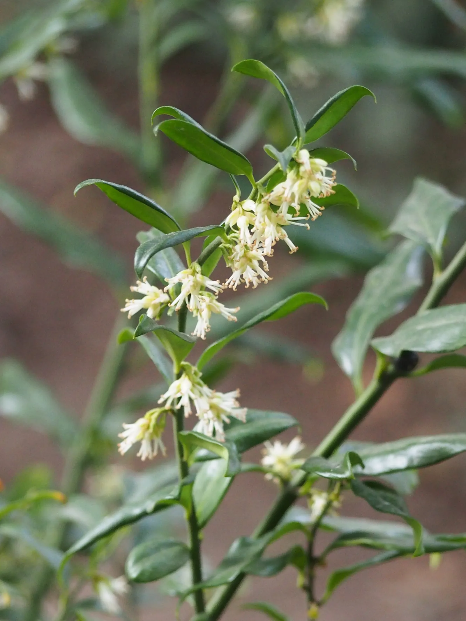 Sweet Box (Sarcococca Confusa) — Ideal for low-maintenance ground cover or border plantings, adding year-round interest to shaded landscapes; fragrant, small