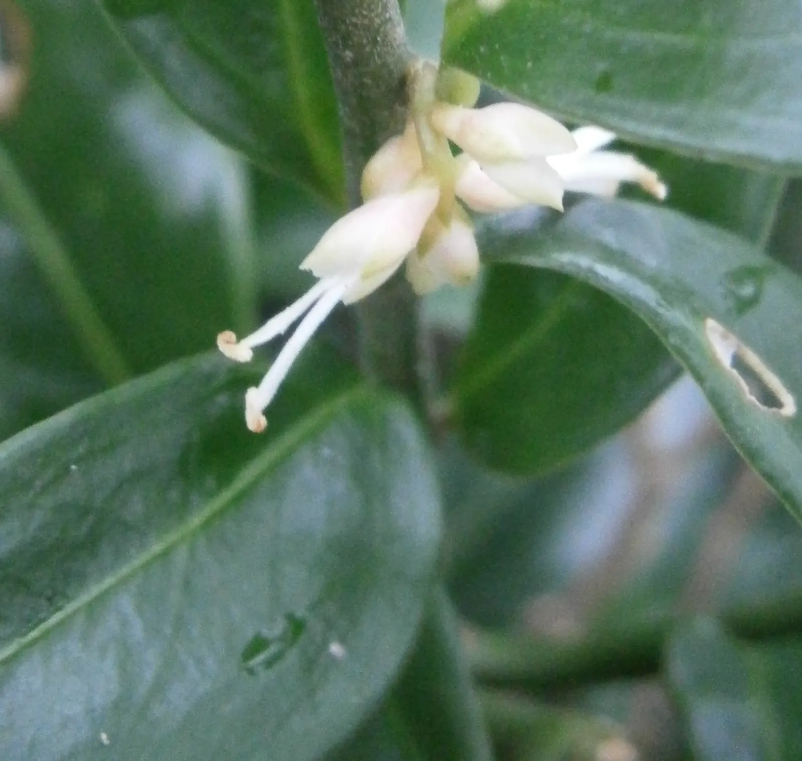 Sweet Box (Sarcococca Confusa) — Typically reaching 3 to 5 feet in height with a slightly wider spread of 4 to 6 feet
