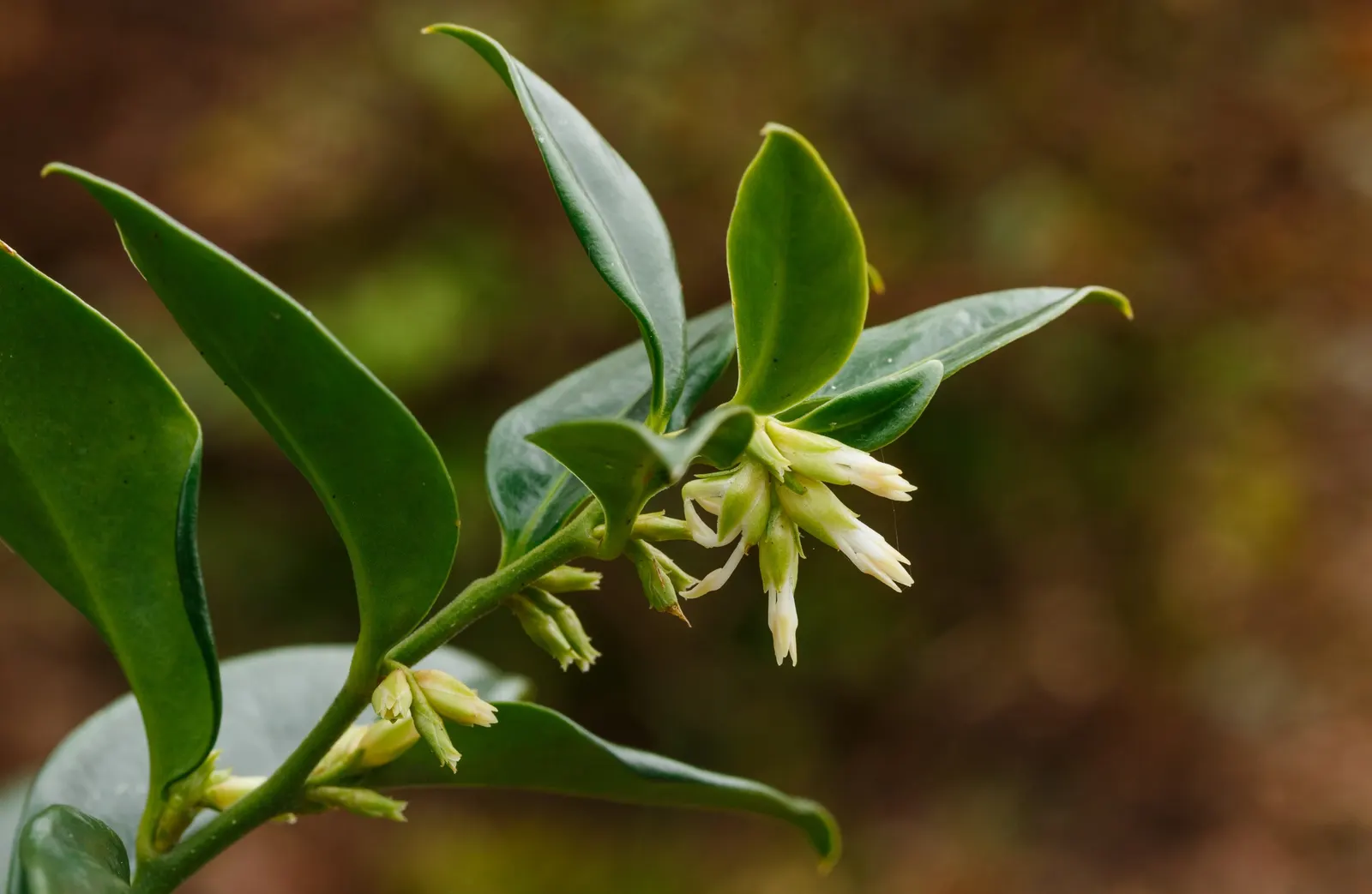 Sweet Box (Sarcococca Confusa) — leathery leaves that maintain a deep green color throughout the year; which bloom from December to March