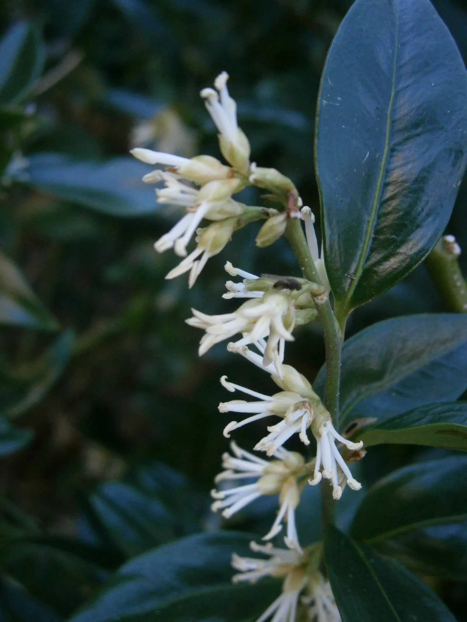 Sweet Box (Sarcococca Confusa) — leathery leaves that maintain a deep green color throughout the year